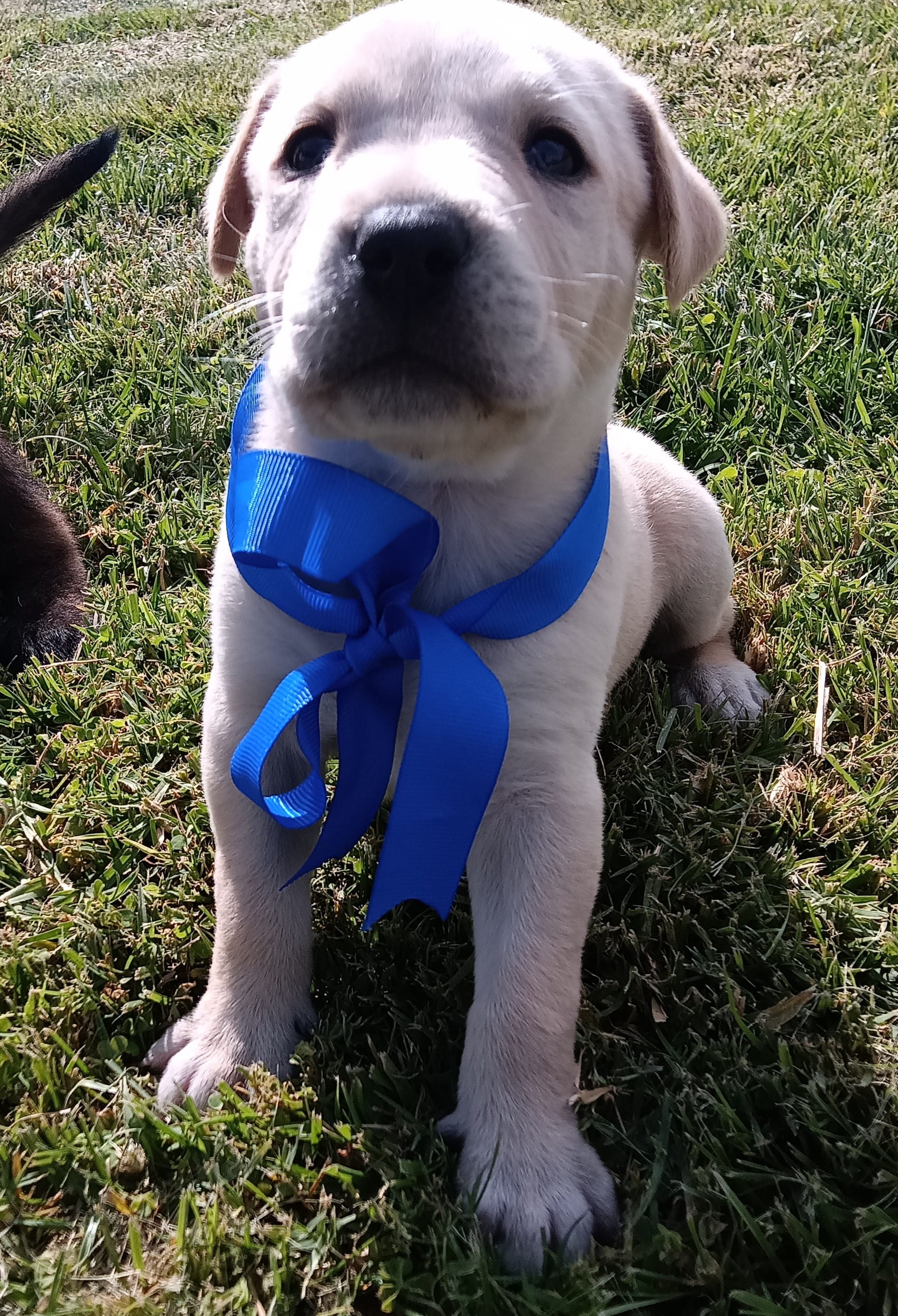 Kk – Labrador Retriever puppy for sale in Chula Vista, CA
