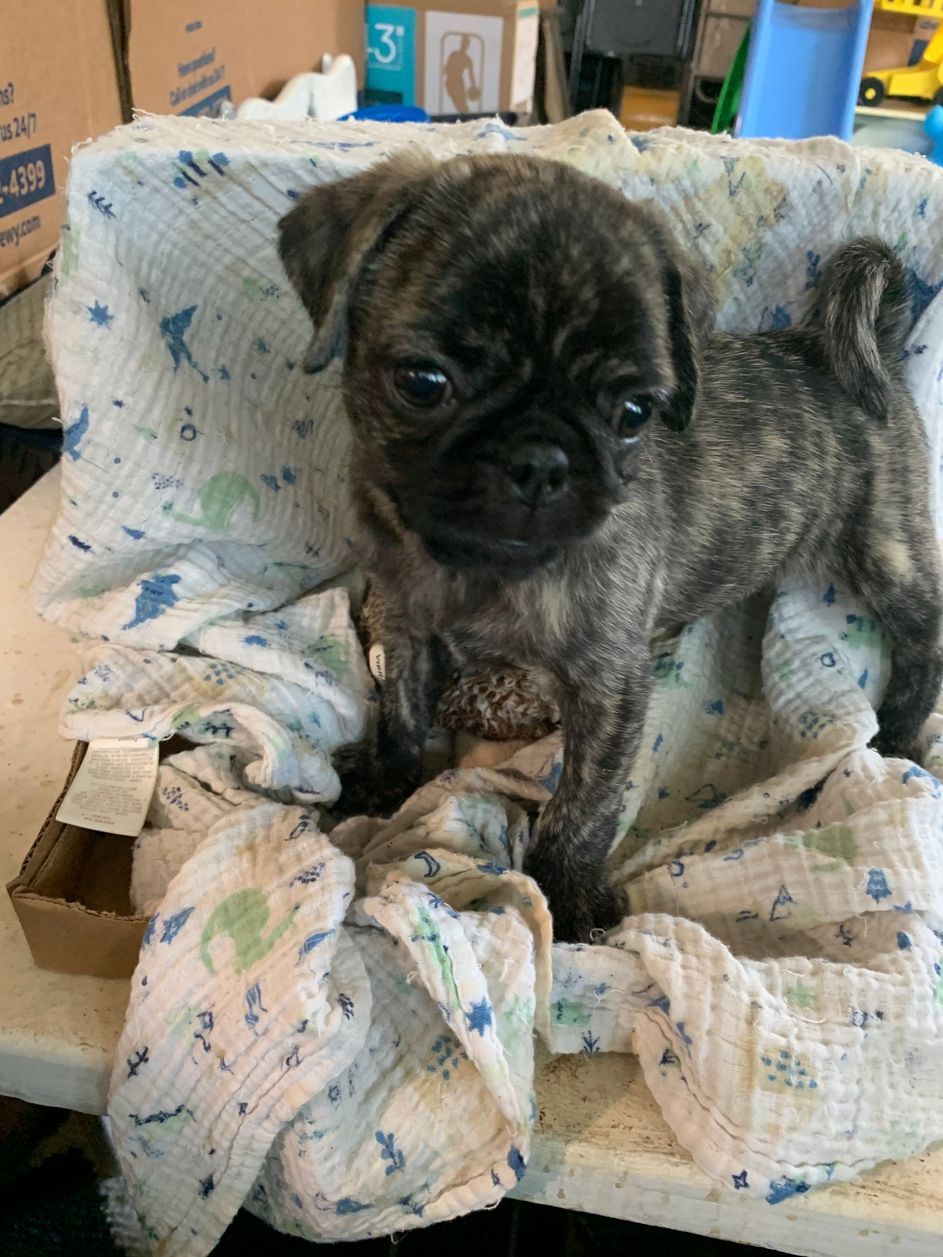 Rusty – Pug puppy for sale in Schulenburg, TX