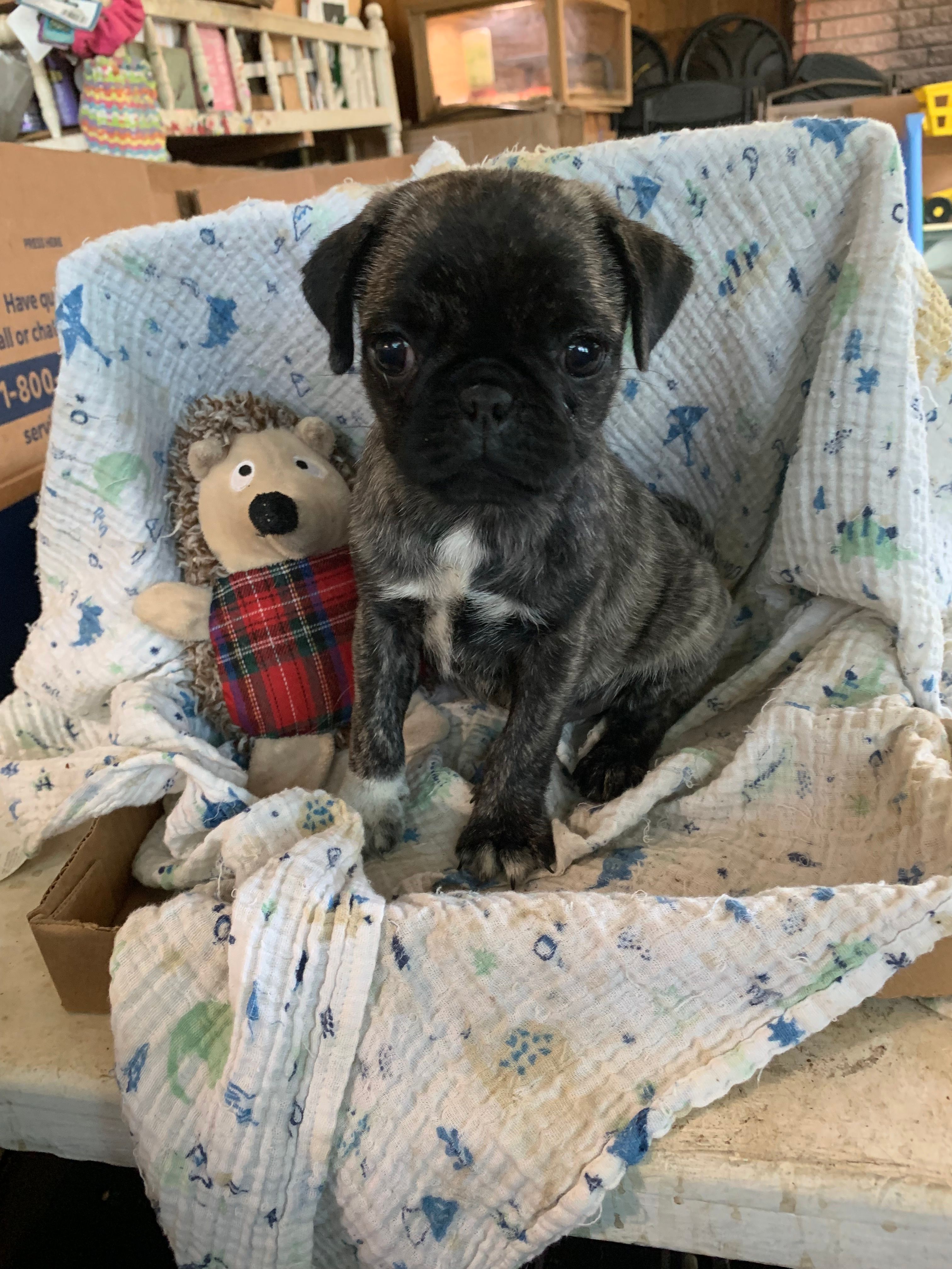Peanut – Pug puppy for sale in Schulenburg, TX