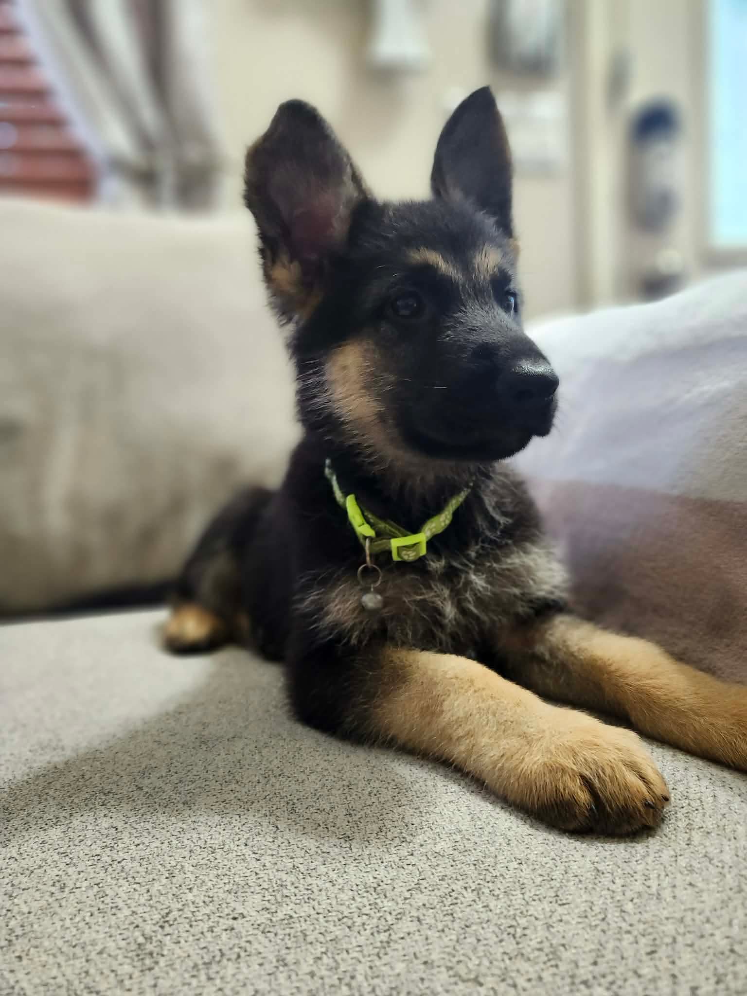 Yellow mellow – German Shepherd Dog puppy for sale in Marysville, WA