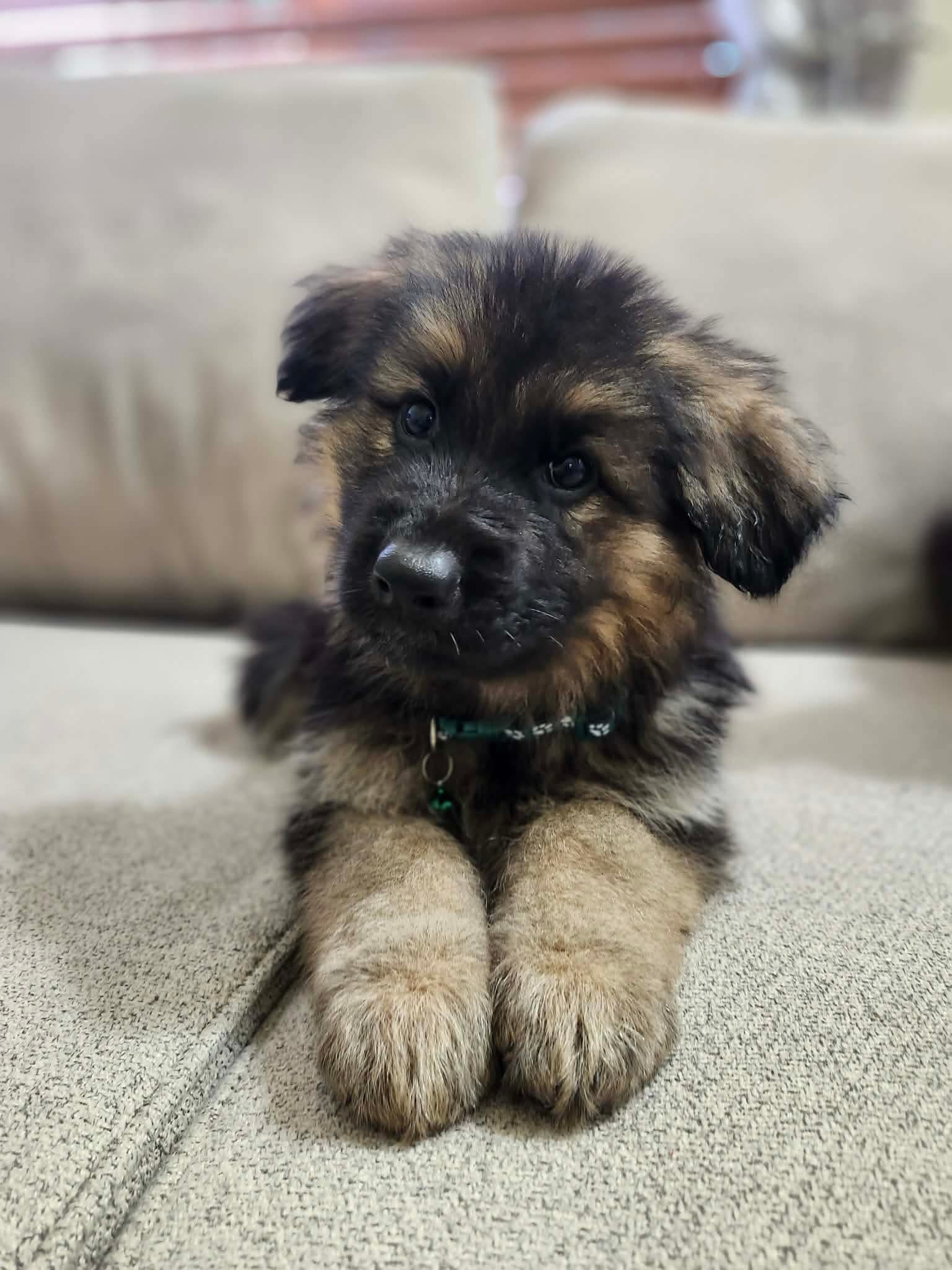 Puppy Love – German Shepherd Dog puppy for sale in Marysville, WA