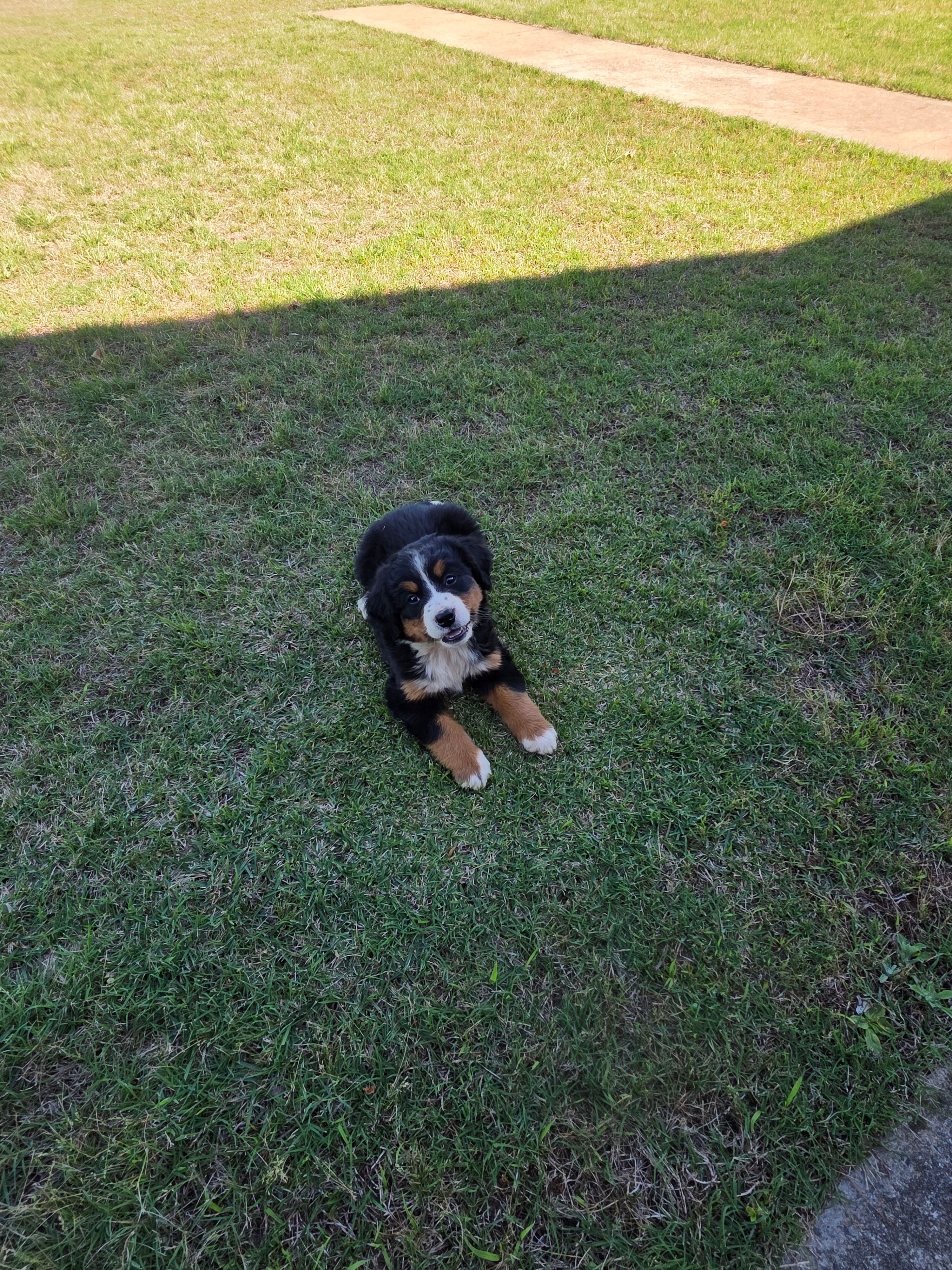 Tessa – Bernese Mountain Dog puppy for sale in Montezuma, GA