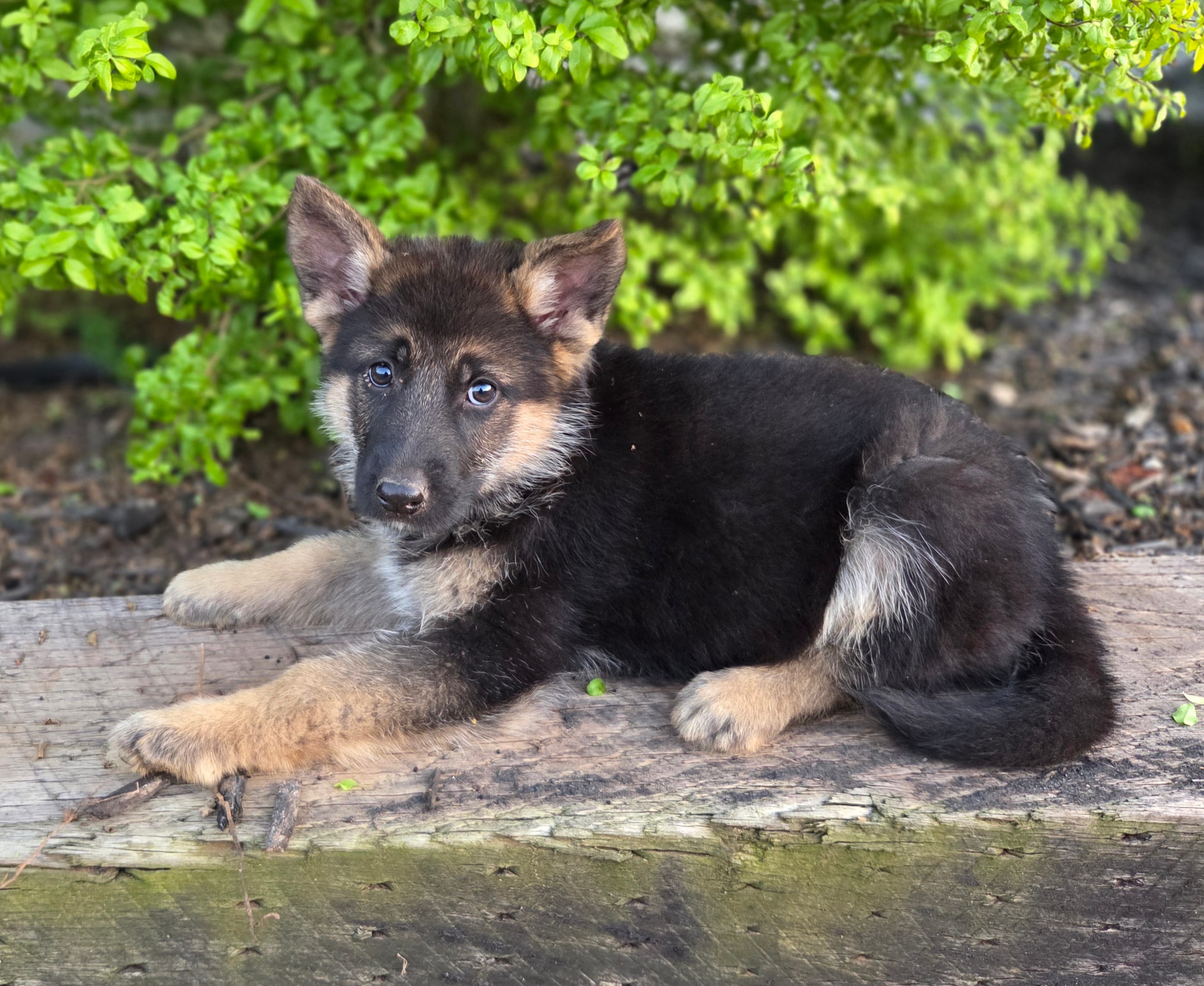 April – German Shepherd Dog puppy for sale in Montezuma, GA