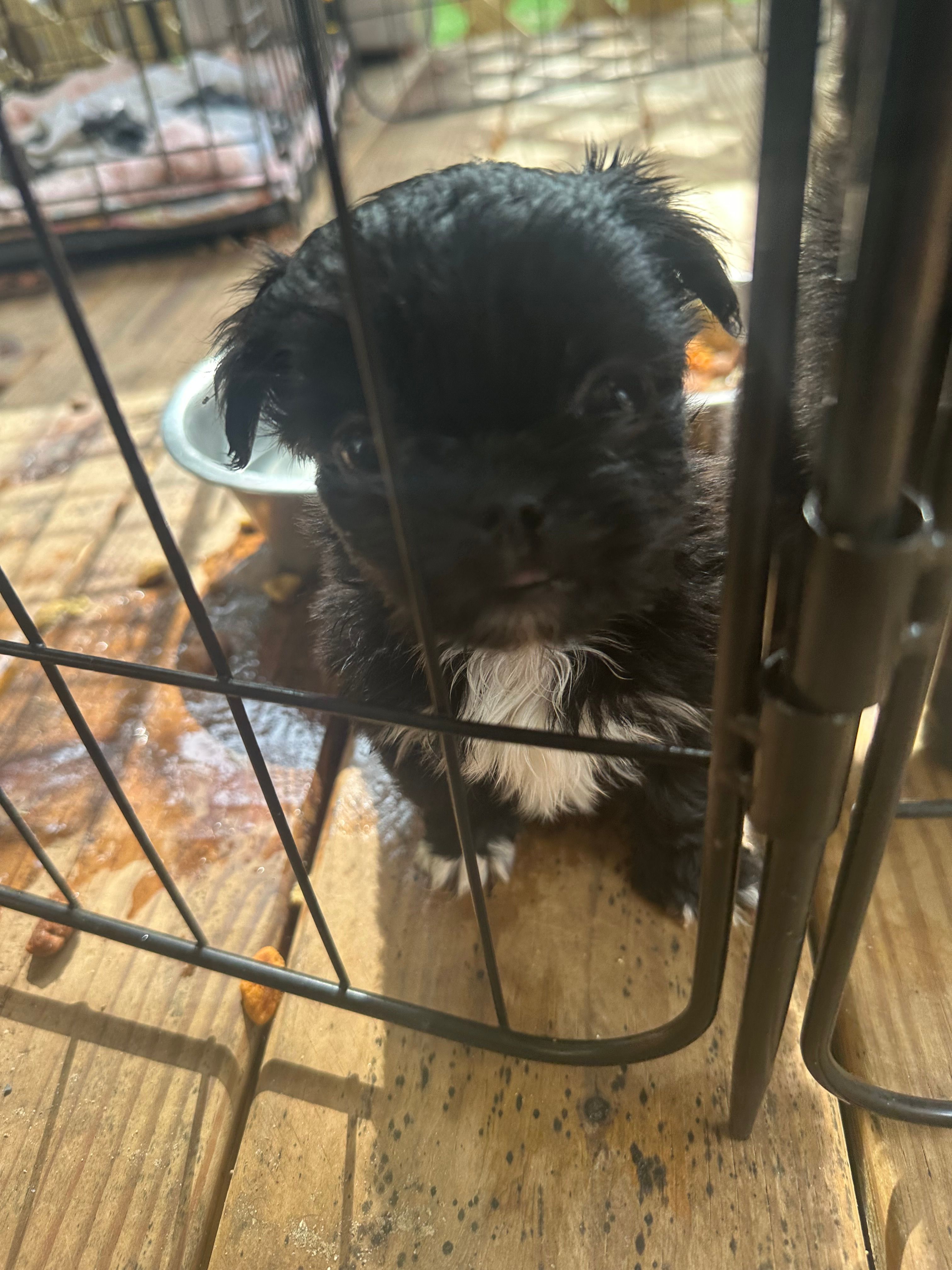 Sydney  – Pekingese, Yorkshire Terrier puppy for sale in Dallas, TX