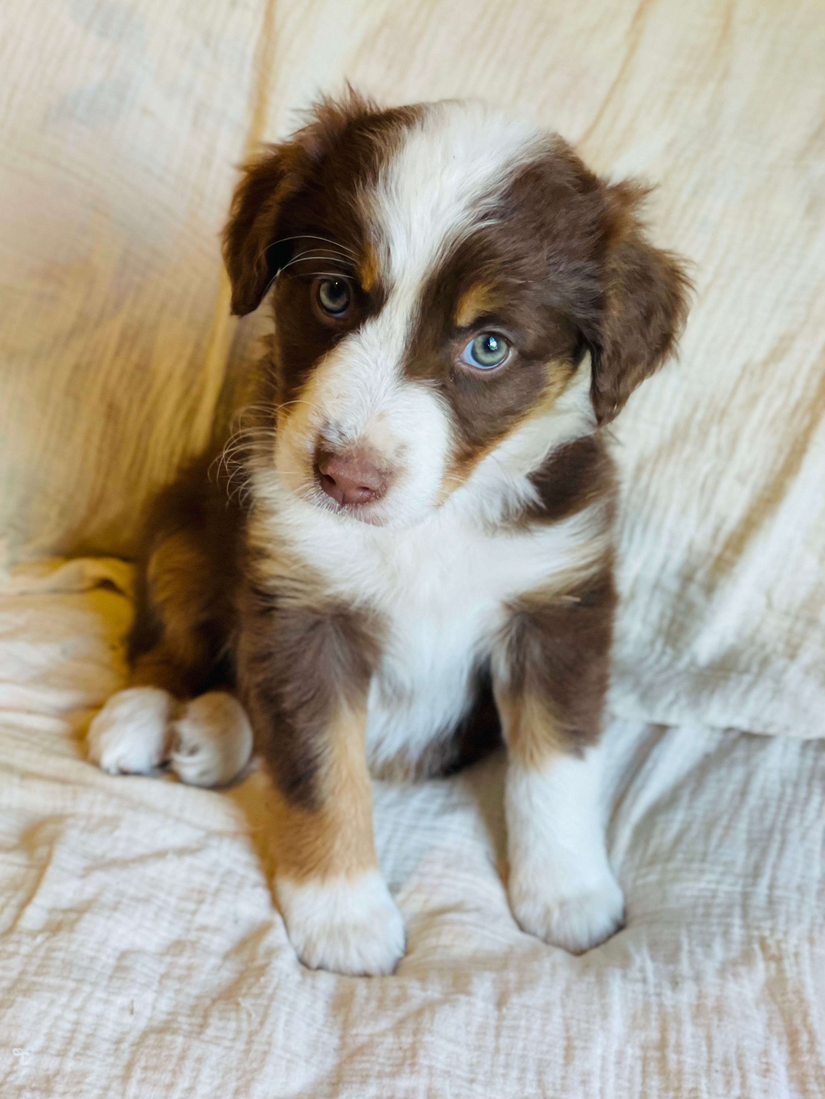 Willow – Australian Shepherd puppy for sale in Lawrenceburg, KY