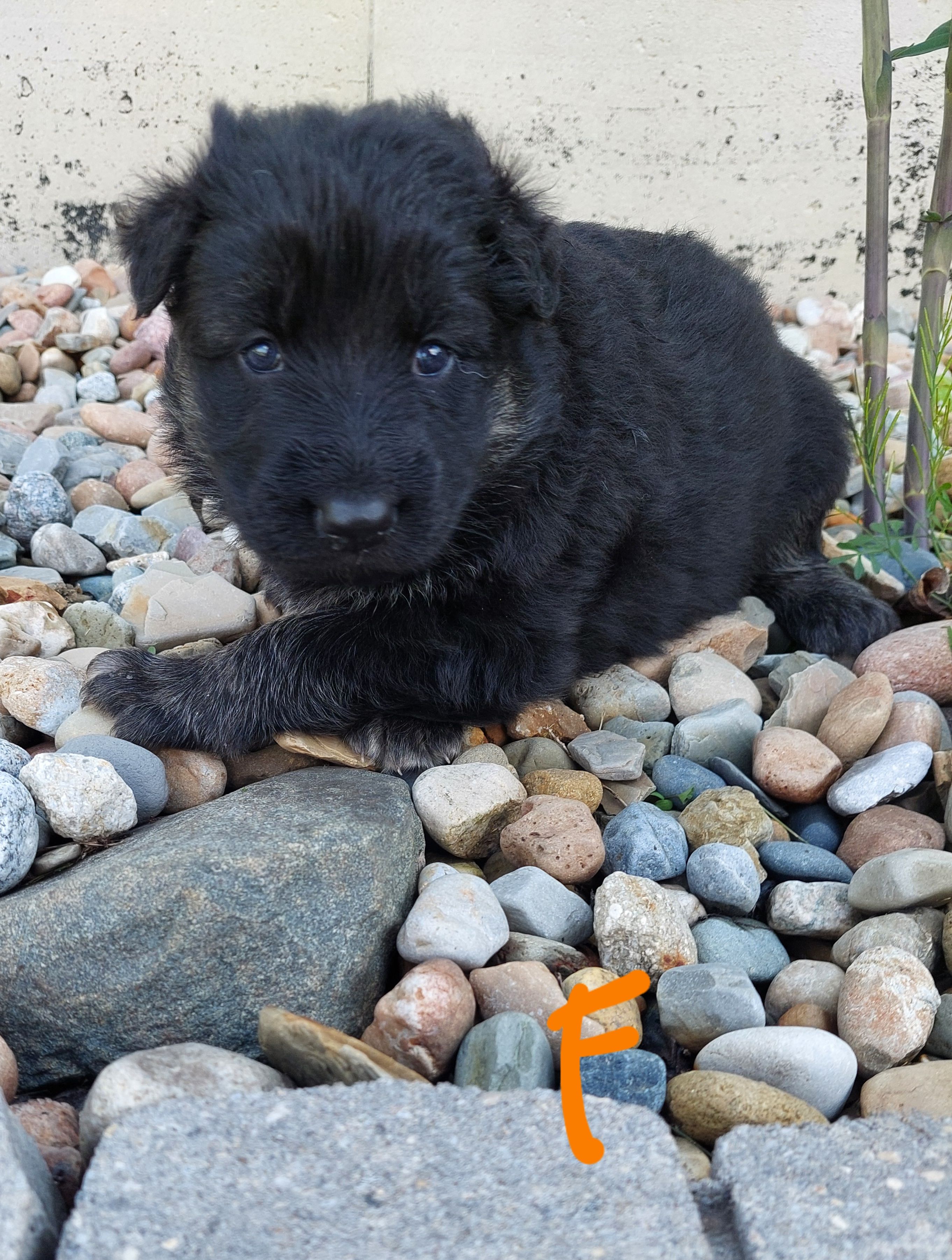 Orange – German Shepherd Dog, King Shepherd puppy for sale in Walkerton, IN