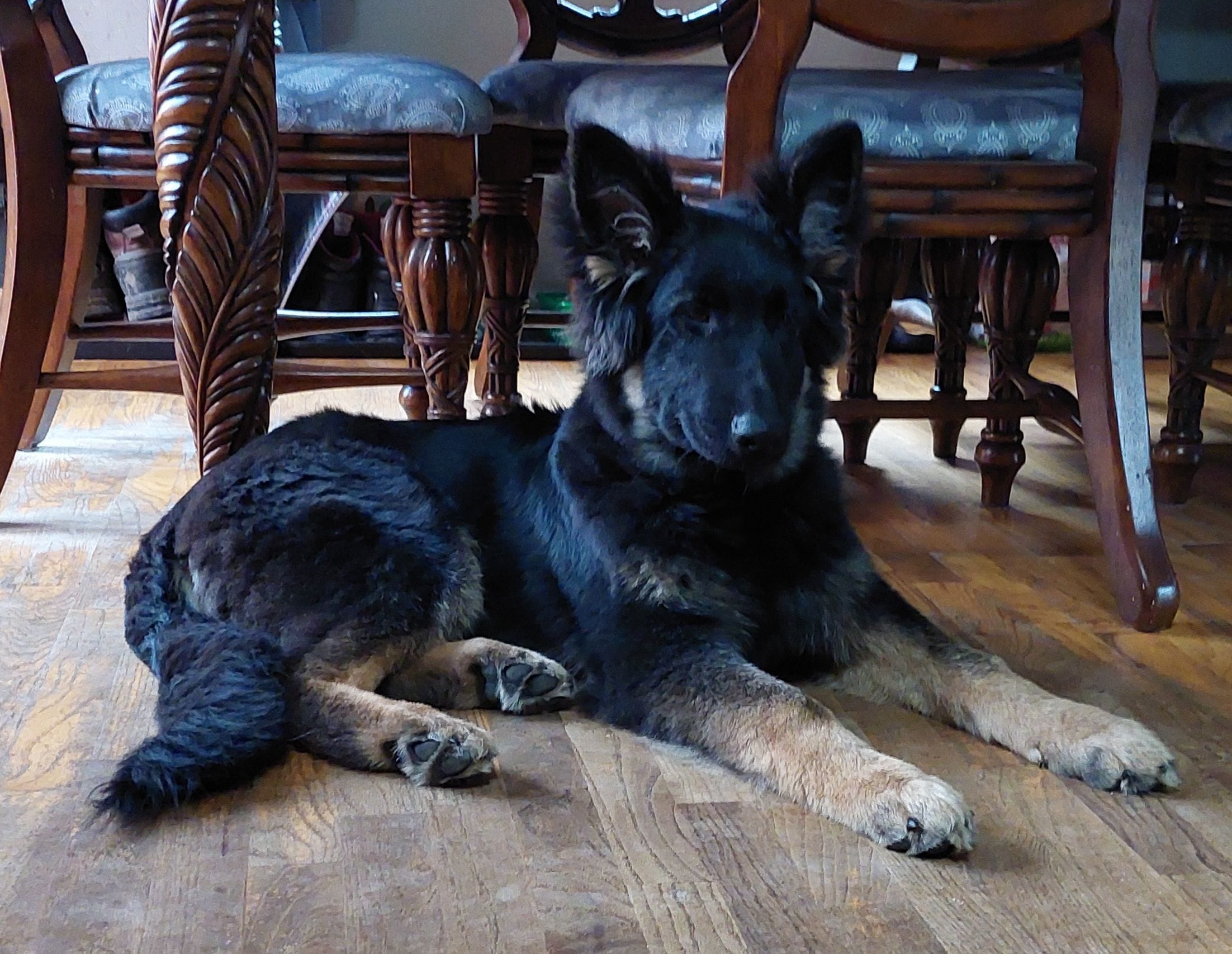Judge – German Shepherd Dog, King Shepherd puppy for sale in Walkerton, IN
