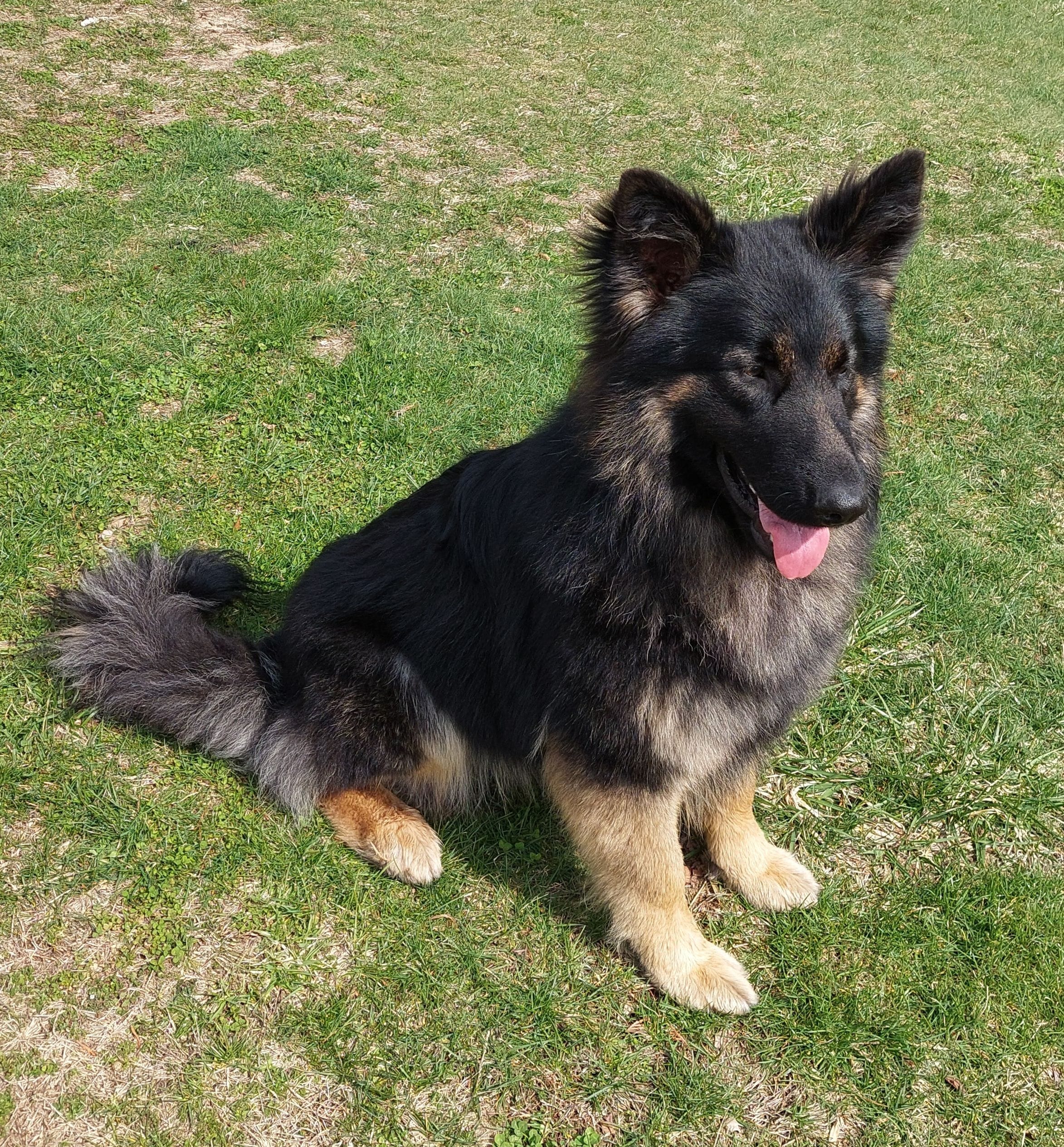 Judge, a male German Shepherd Dog and King Shepherd for sale in Walkerton, IN – 2 of 3