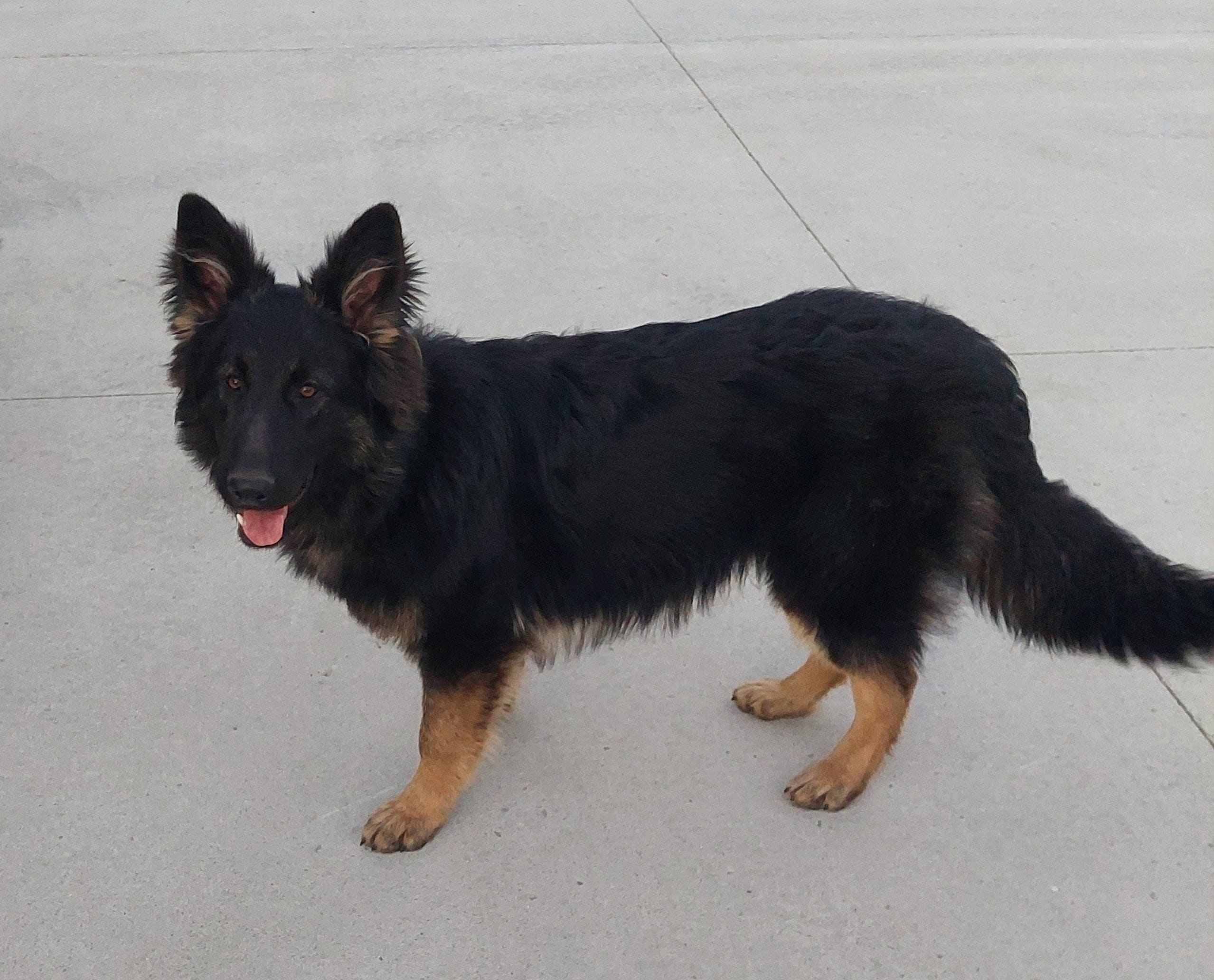 Judge, a male German Shepherd Dog and King Shepherd for sale in Walkerton, IN – 3 of 3