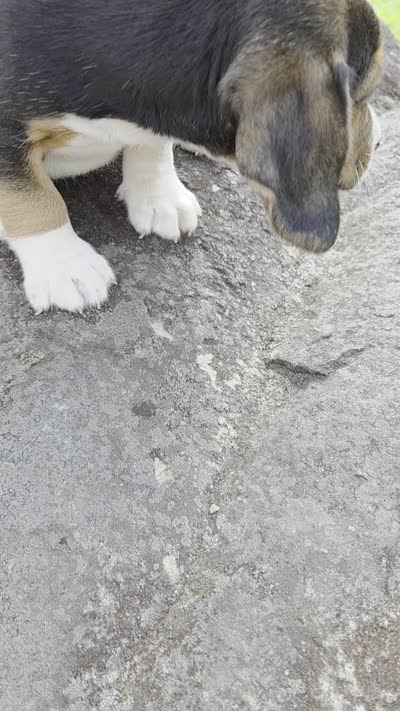 Mr. Beagle, a male Beagle for sale in Asheboro, NC – 2 of 10