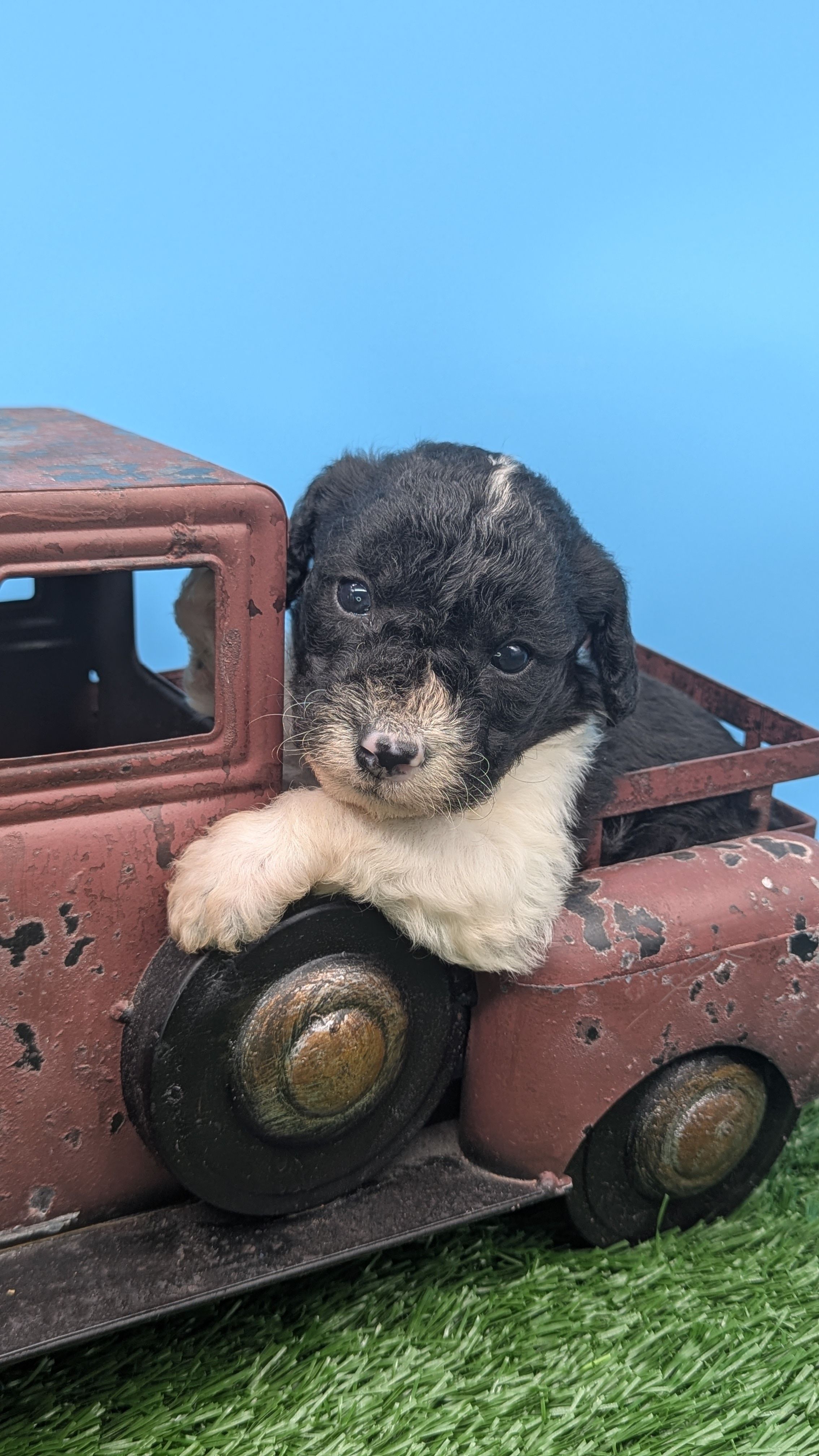 Black Parti Boy – Labradoodle puppy for sale in Ada, OK