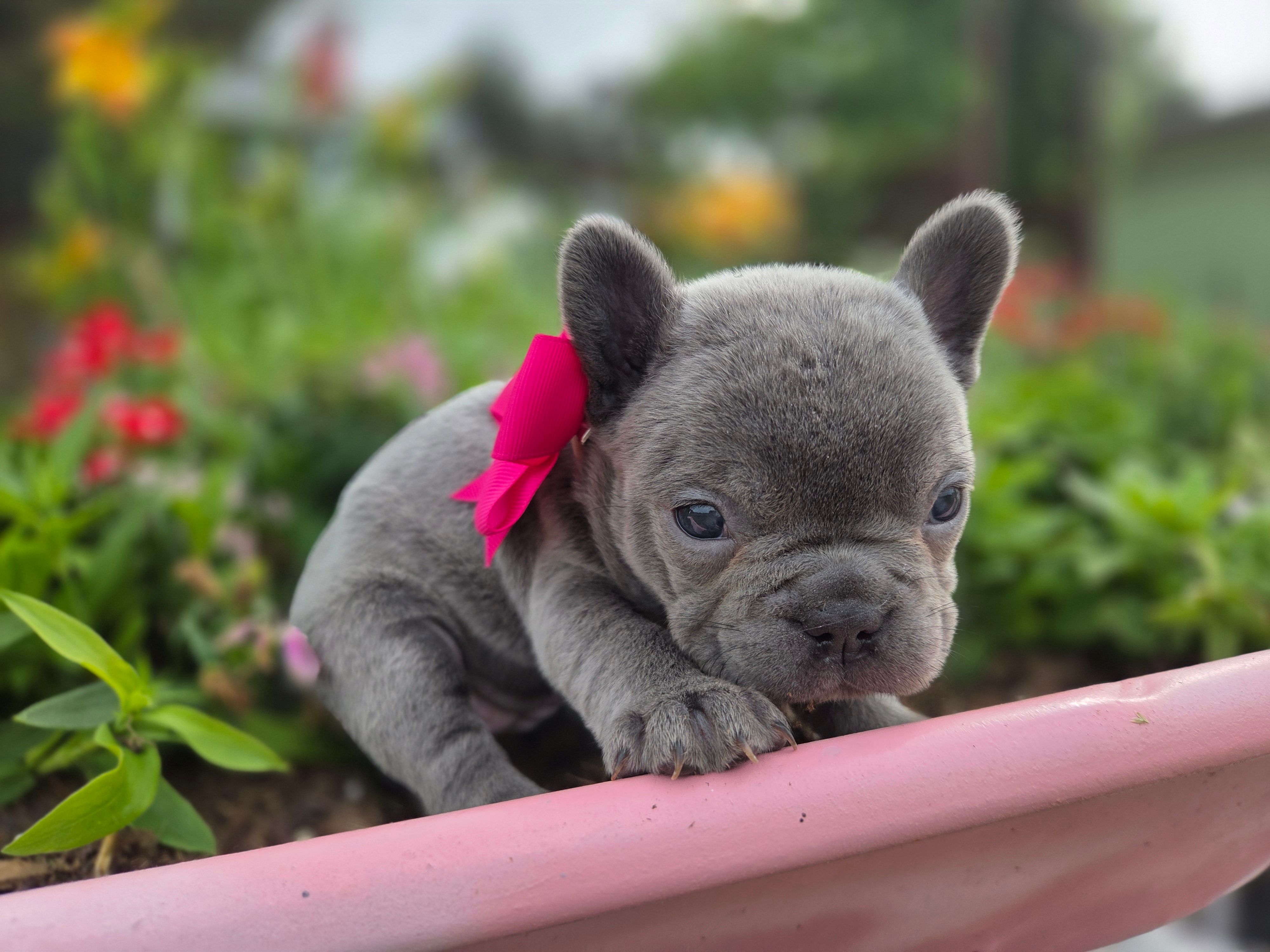 Baby – French Bulldog puppy for sale in Stigler, OK