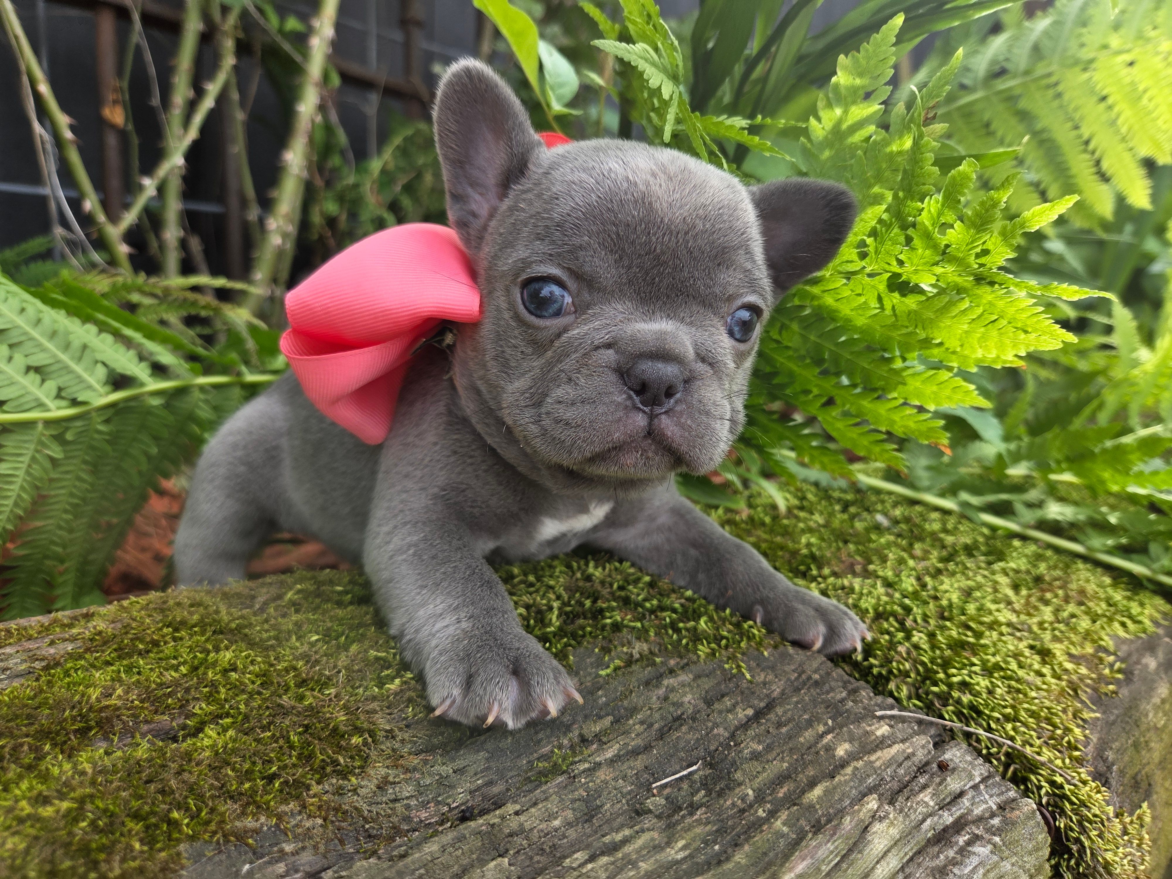 Kibbles – French Bulldog puppy for sale in Stigler, OK