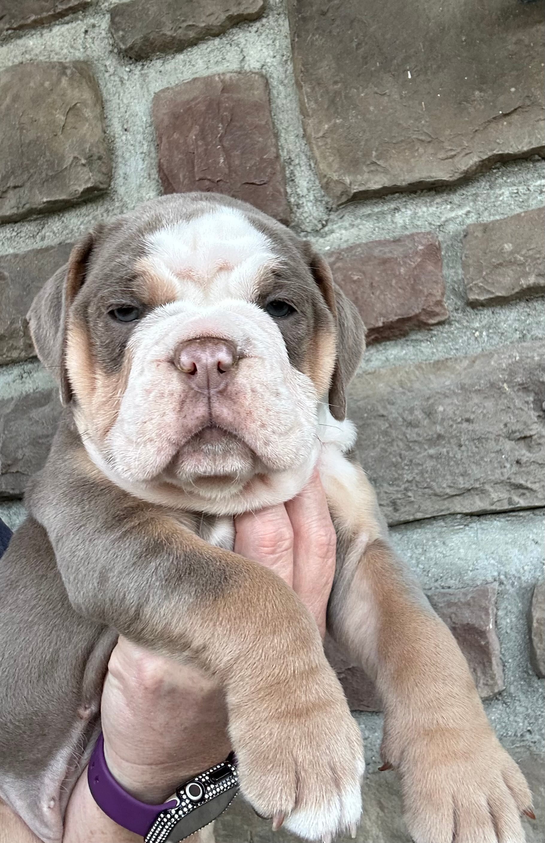 Daisy – Olde English Bulldogge puppy for sale in Cumberland, OH