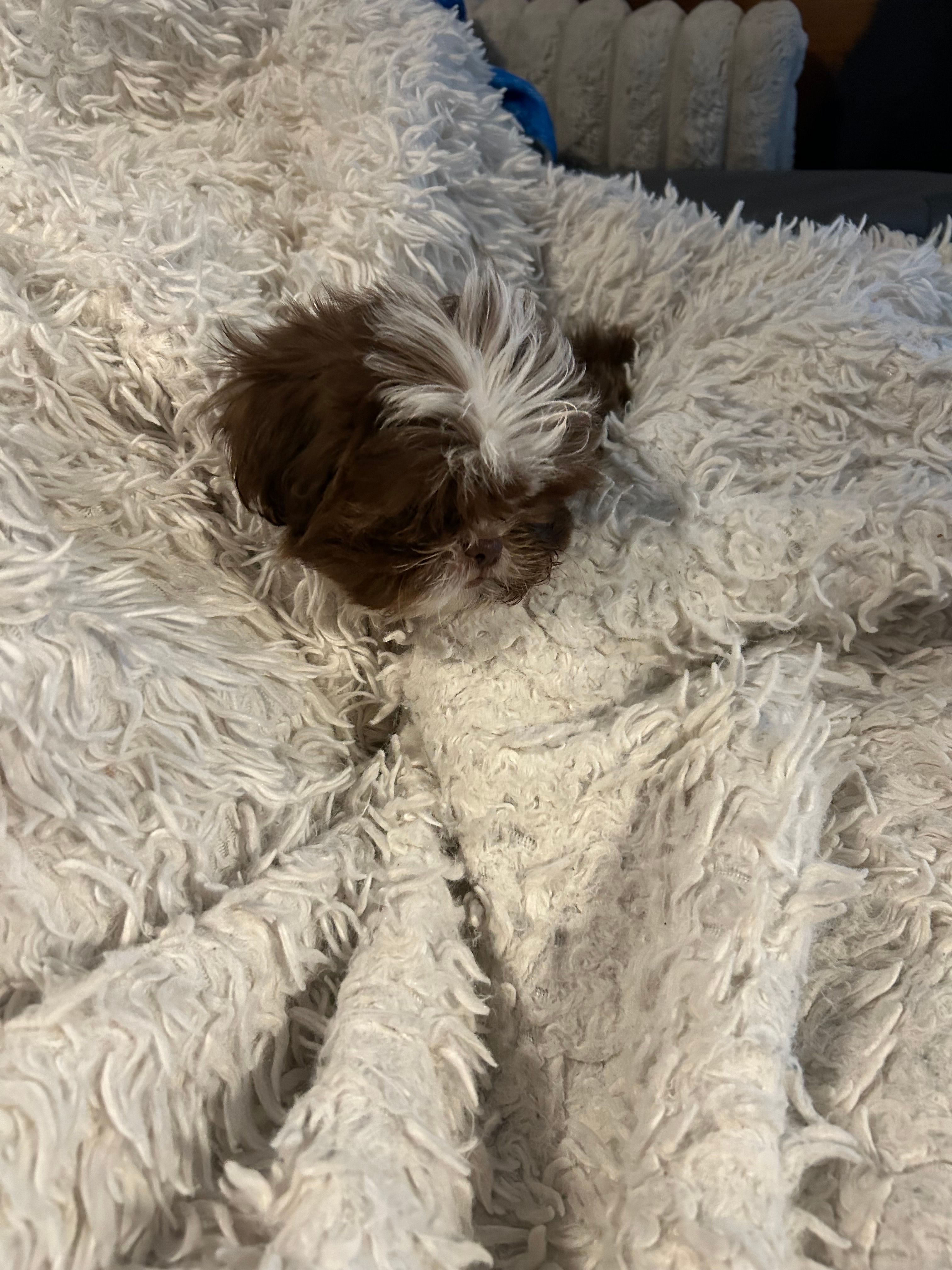 Male – Shih Tzu puppy for sale in Henagar, AL