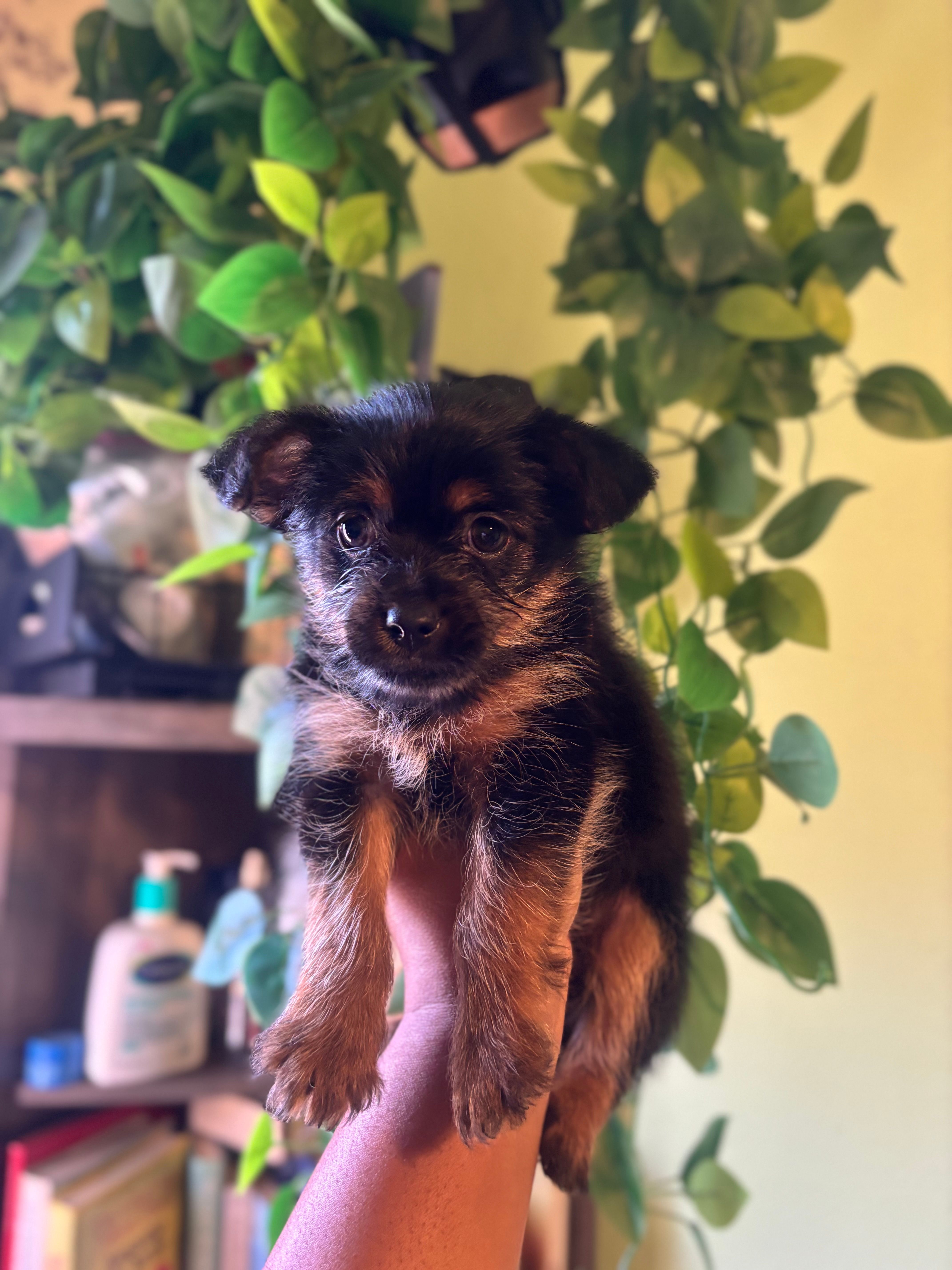 Chex  – Maltese, Yorkshire Terrier puppy for sale in Los Angeles, CA