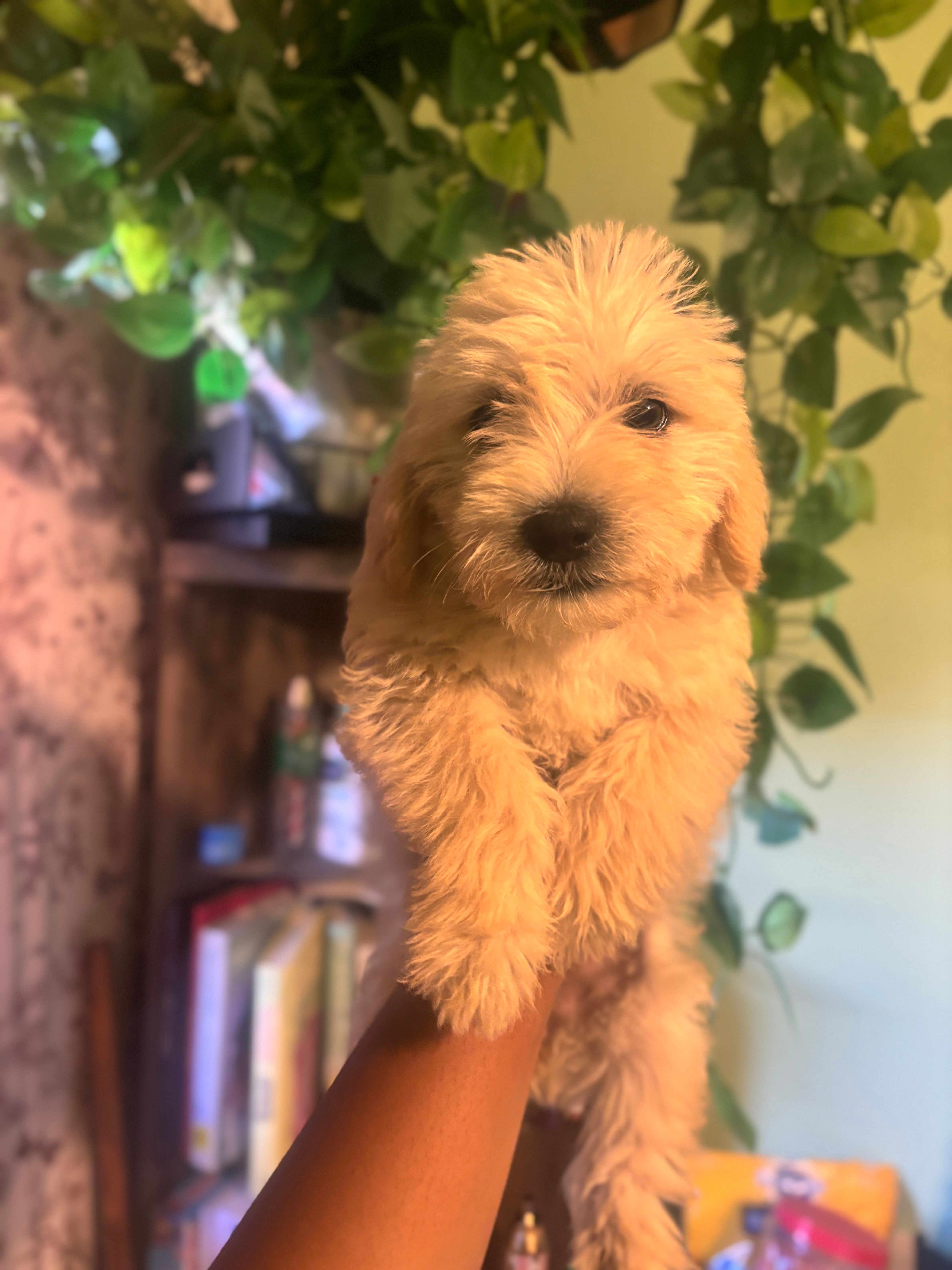 London – Miniature Goldendoodle puppy for sale in Los Angeles, CA