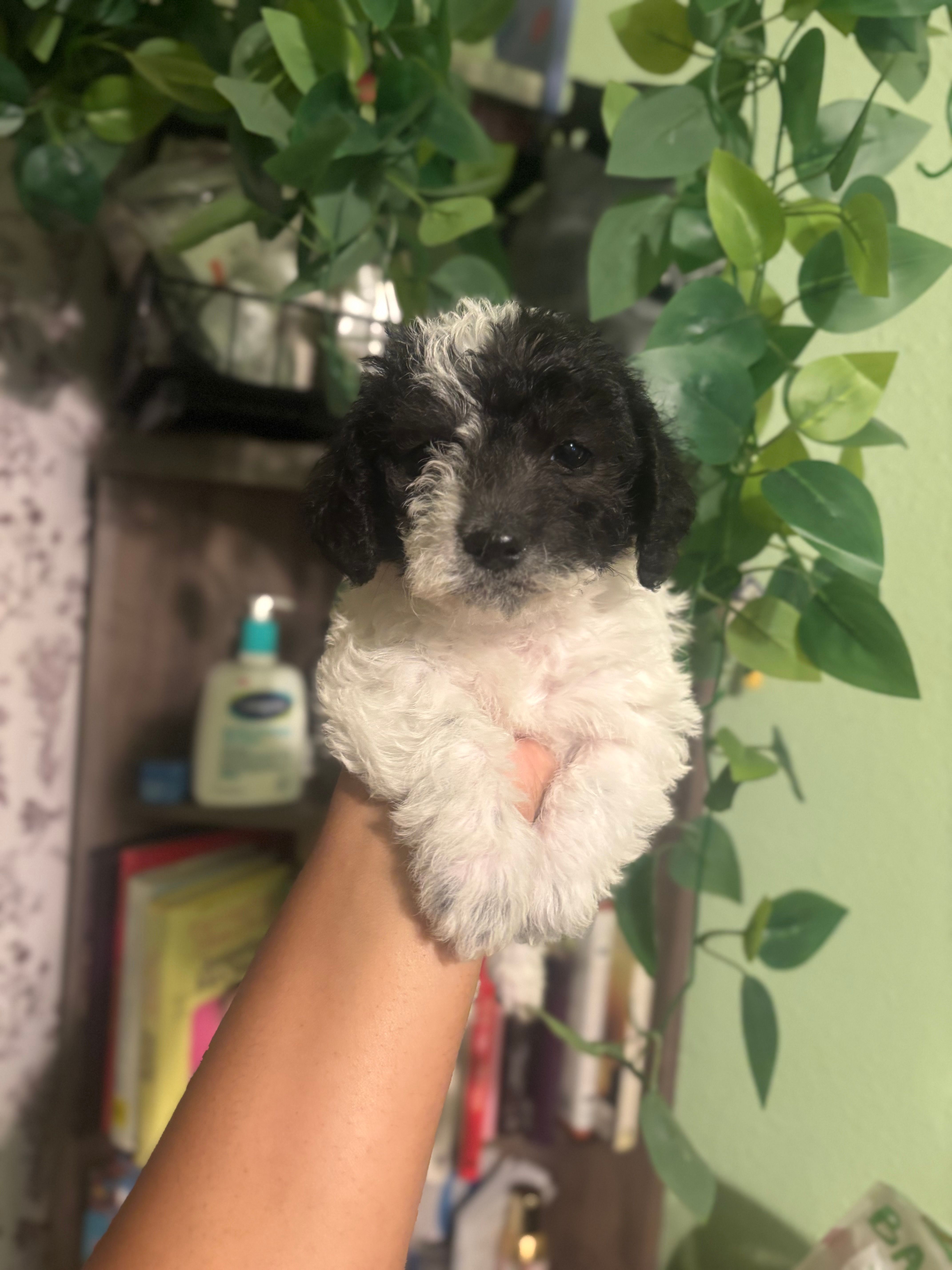 Max – Maltipoo puppy for sale in Los Angeles, CA