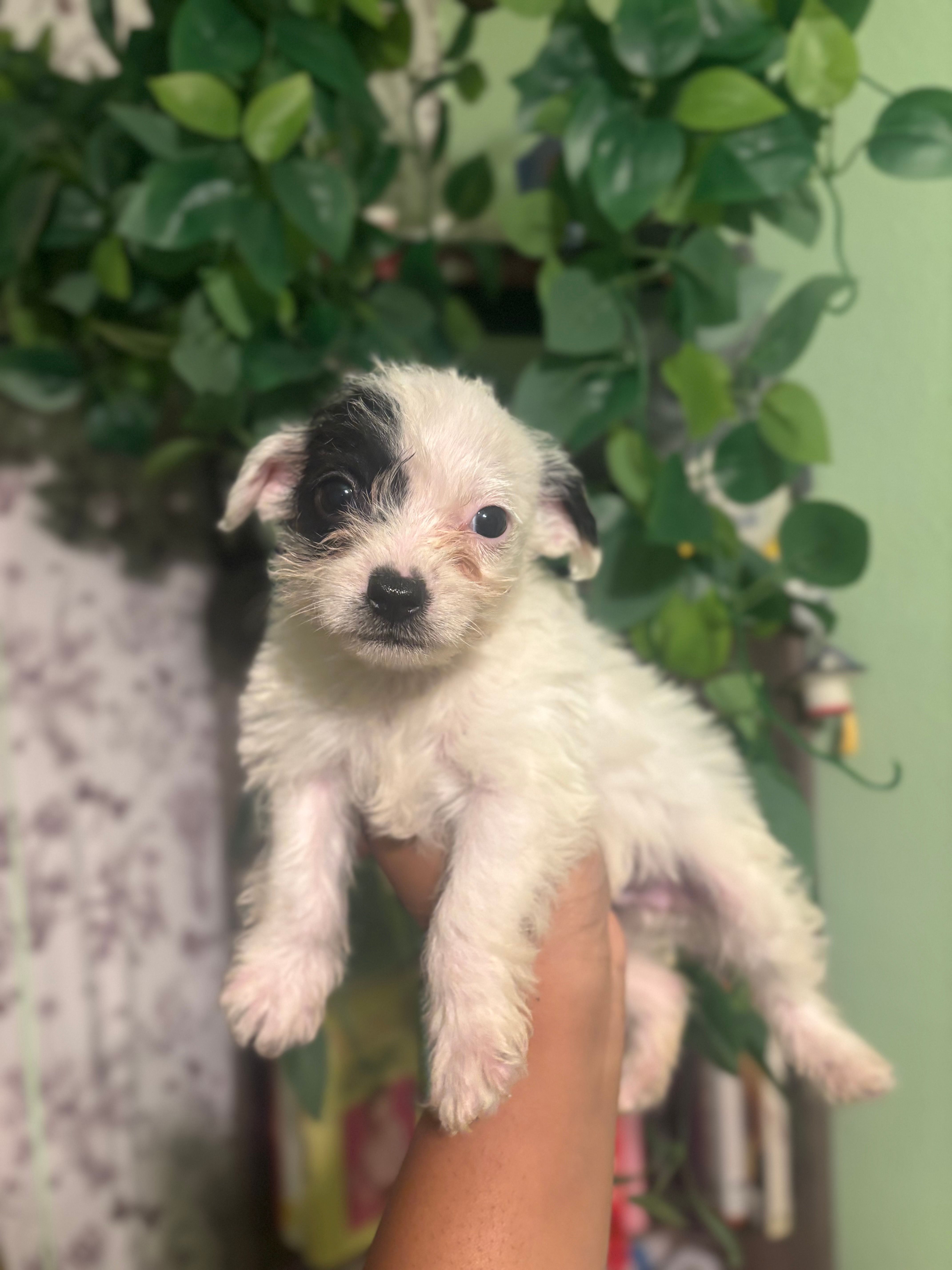 Marlo – Chihuahua, Poodle - Toy  puppy for sale in Los Angeles, CA