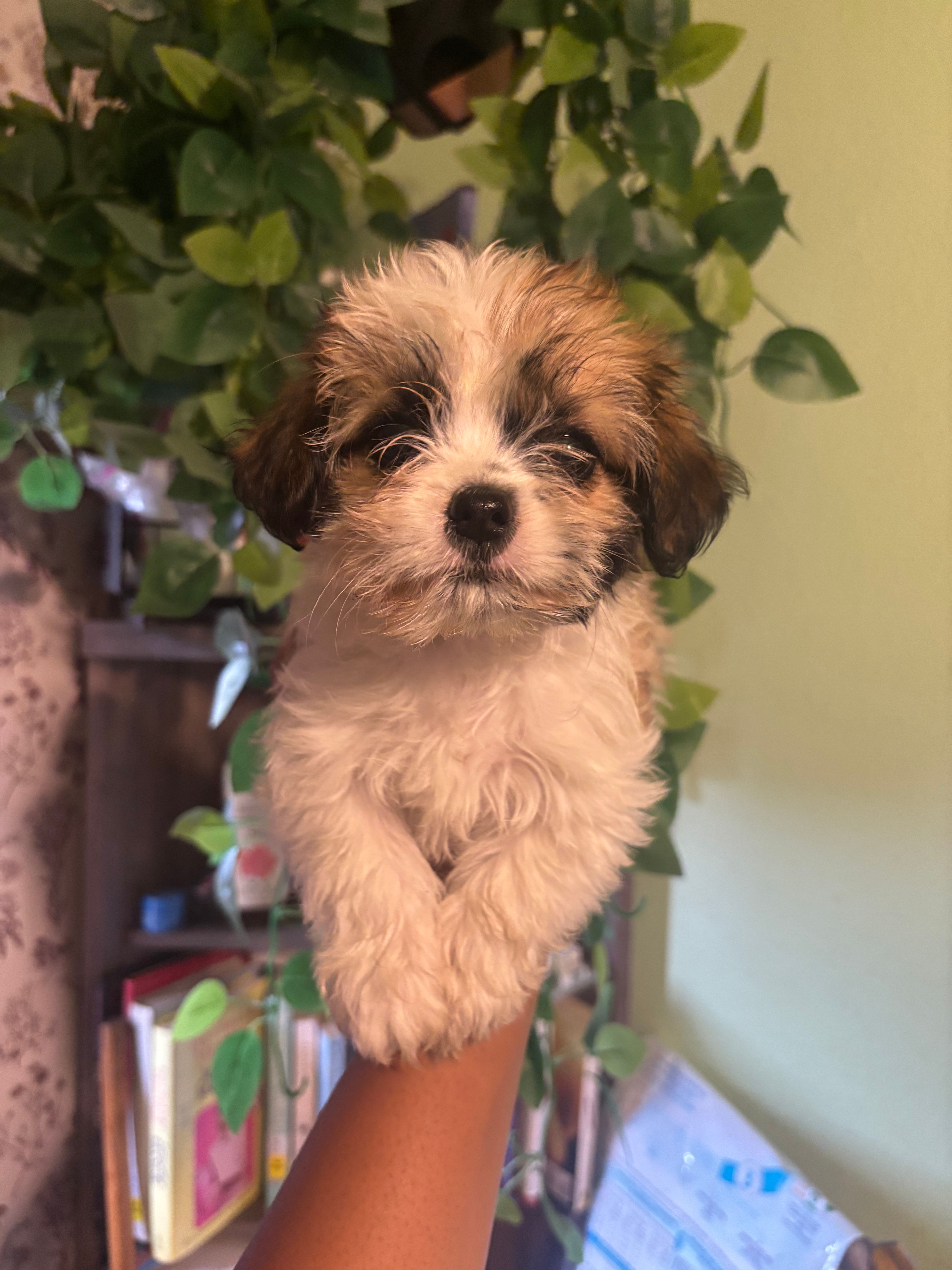 Lena – Yorkipoo puppy for sale in Los Angeles, CA