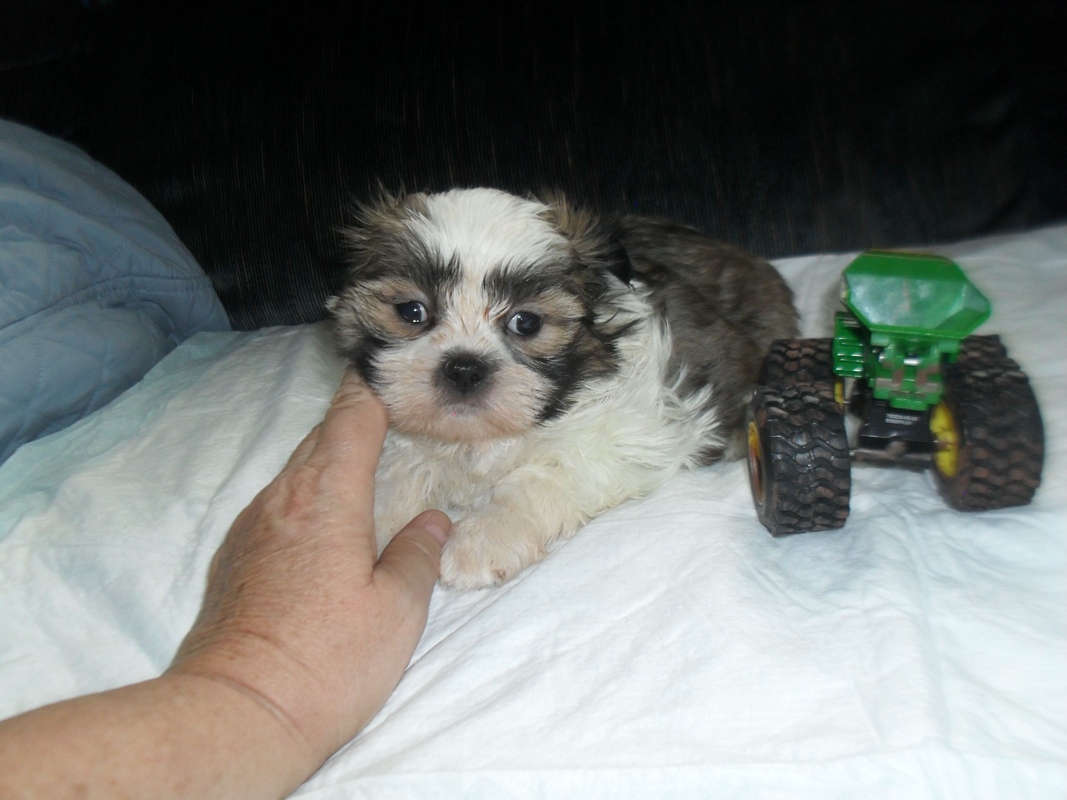 Cosmo – Shih Tzu puppy for sale in Woodfin, NC