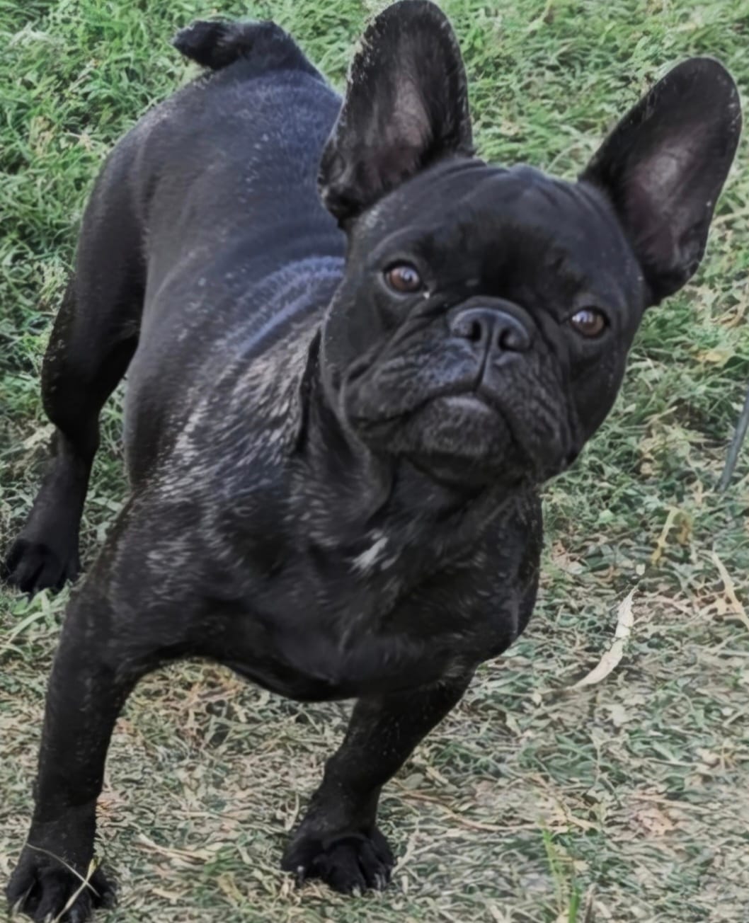 Daisy  – French Bulldog puppy for sale in Sulphur Springs, TX