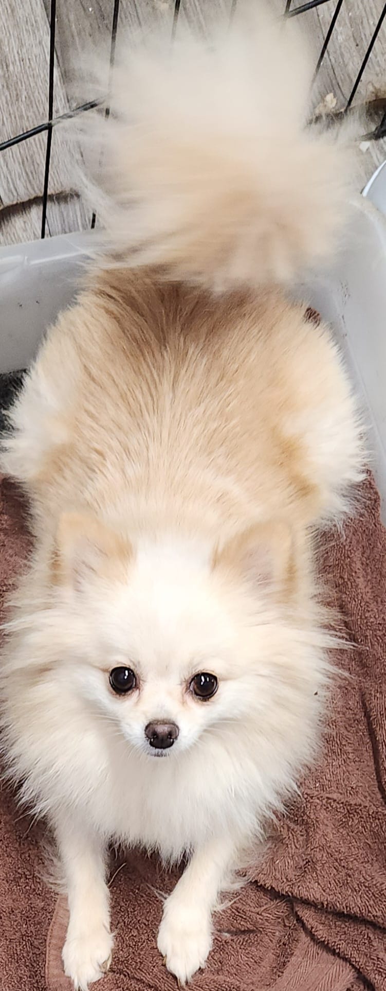 Chloe  – Pomeranian puppy for sale in Sulphur Springs, TX