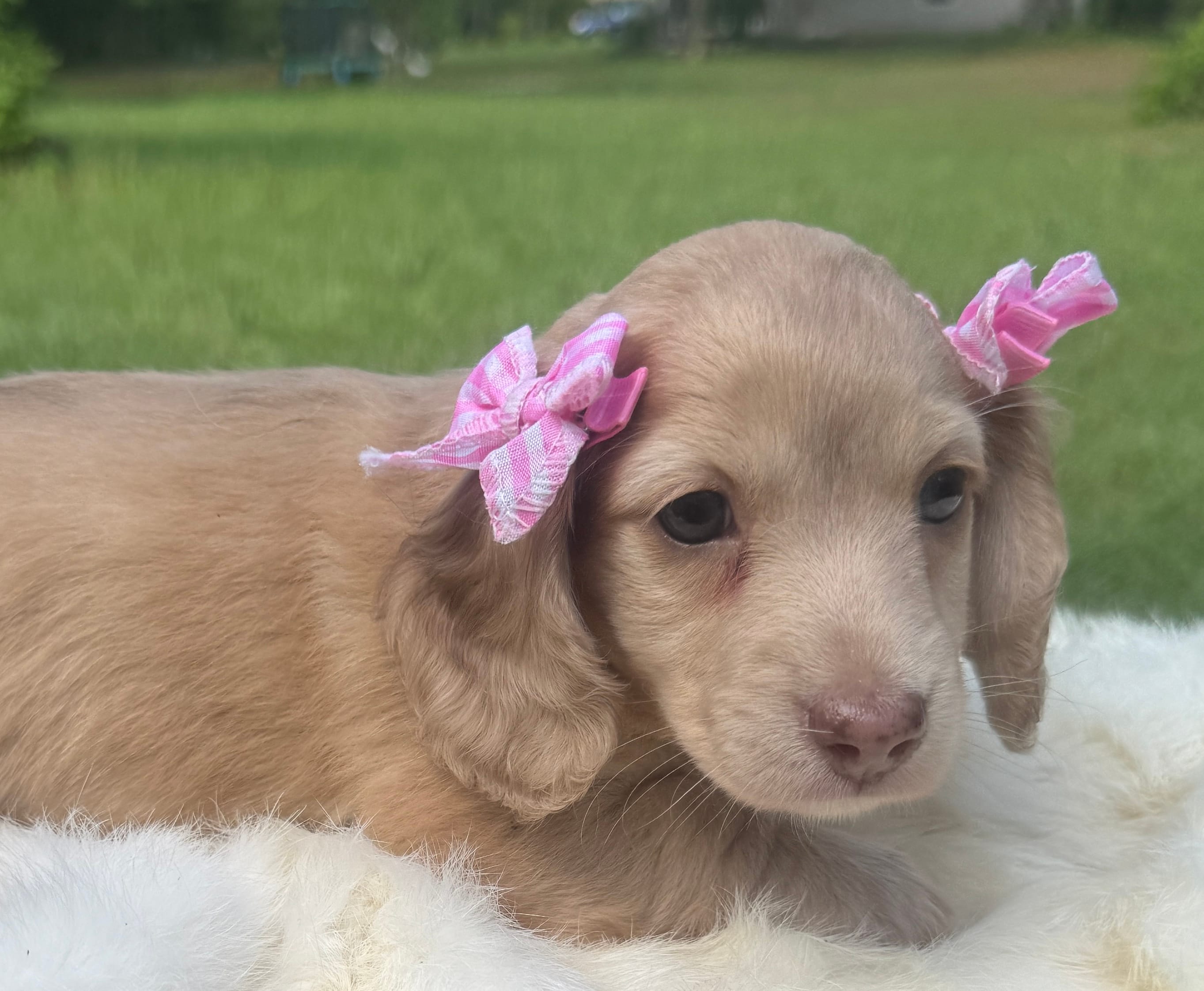 Fancy – Dachshund puppy for sale in Live Oak, FL