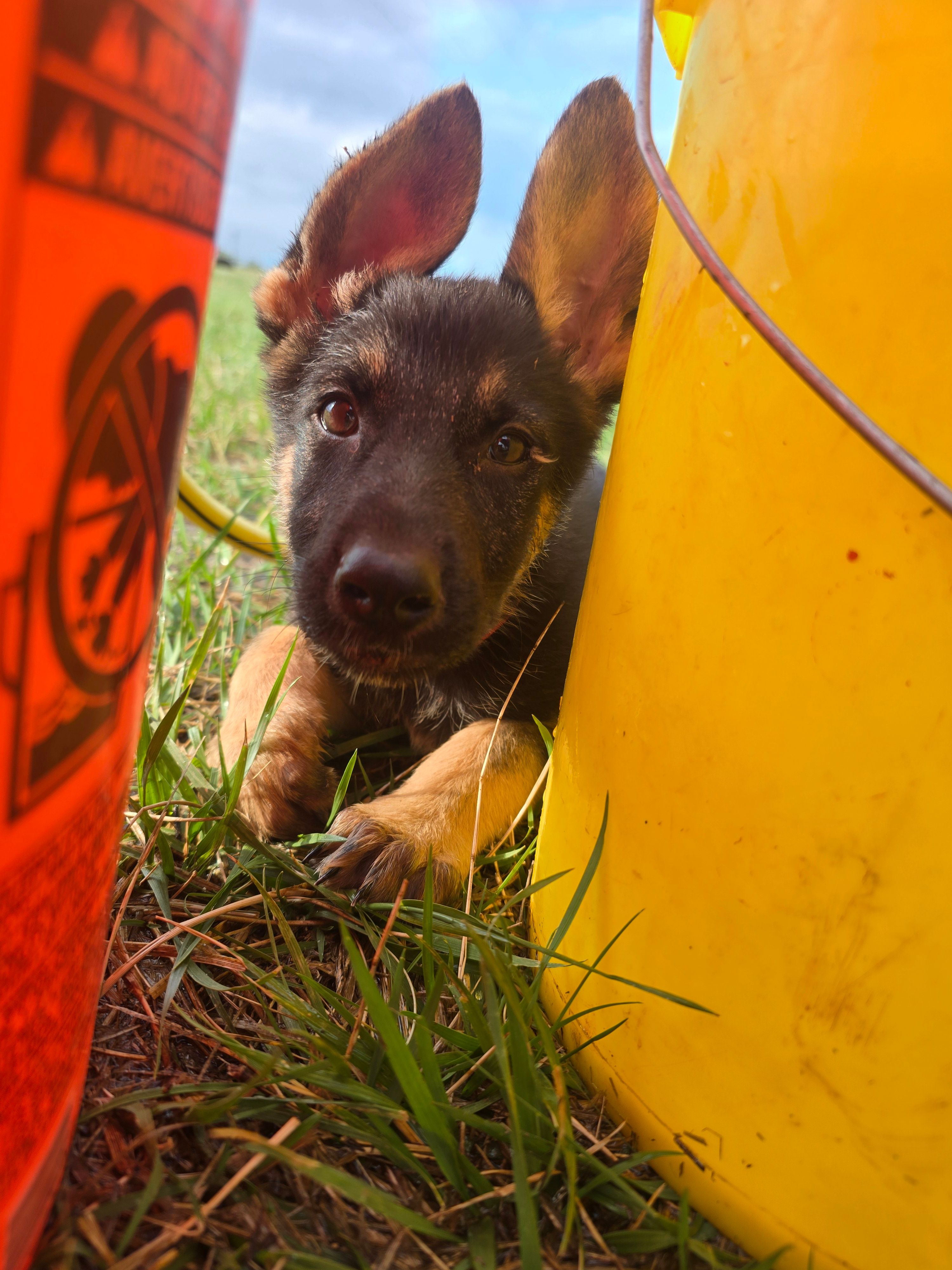 Dutchess  – German Shepherd Dog puppy for sale in Asher, OK