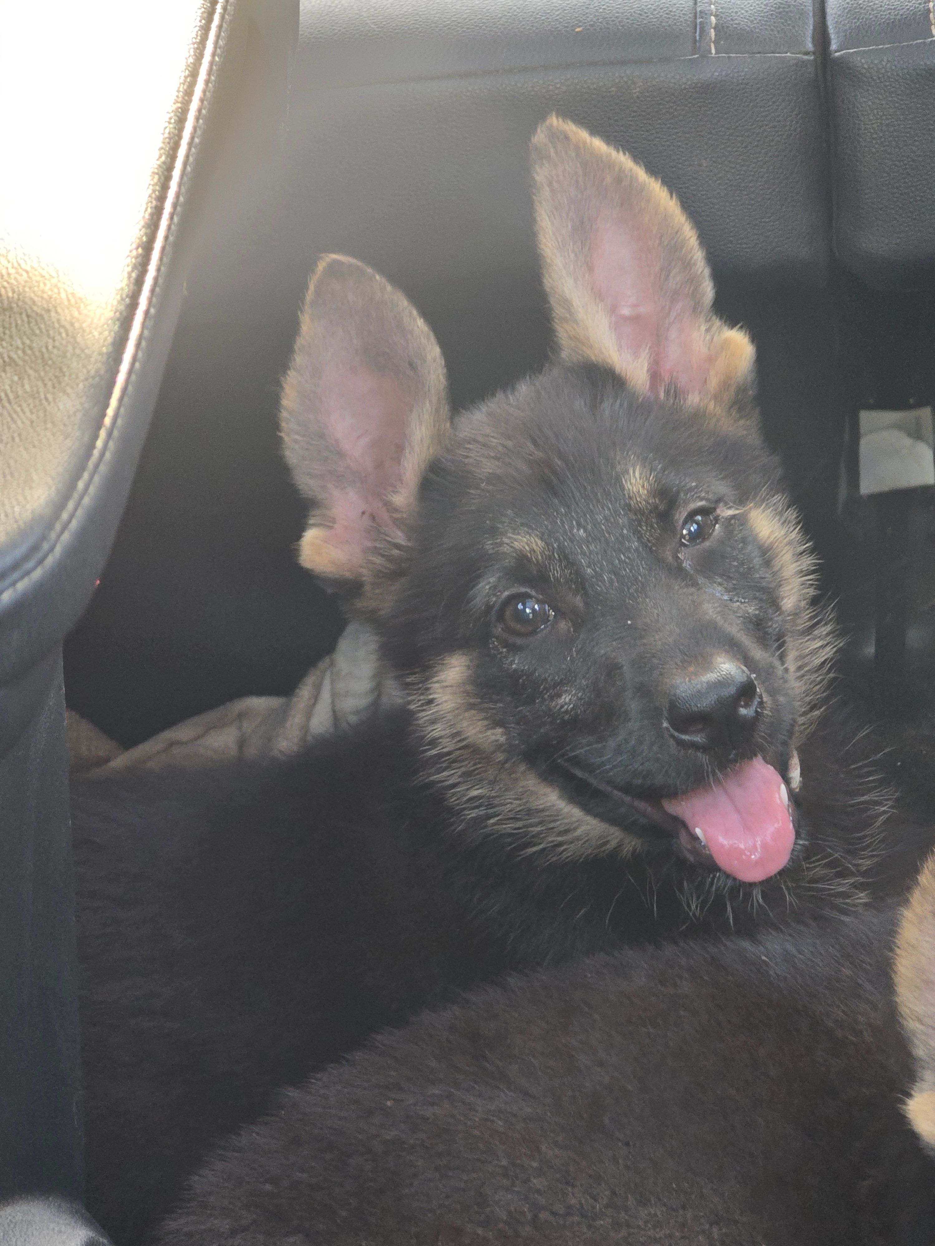 Dutchess  – German Shepherd Dog puppy for sale in Asher, OK