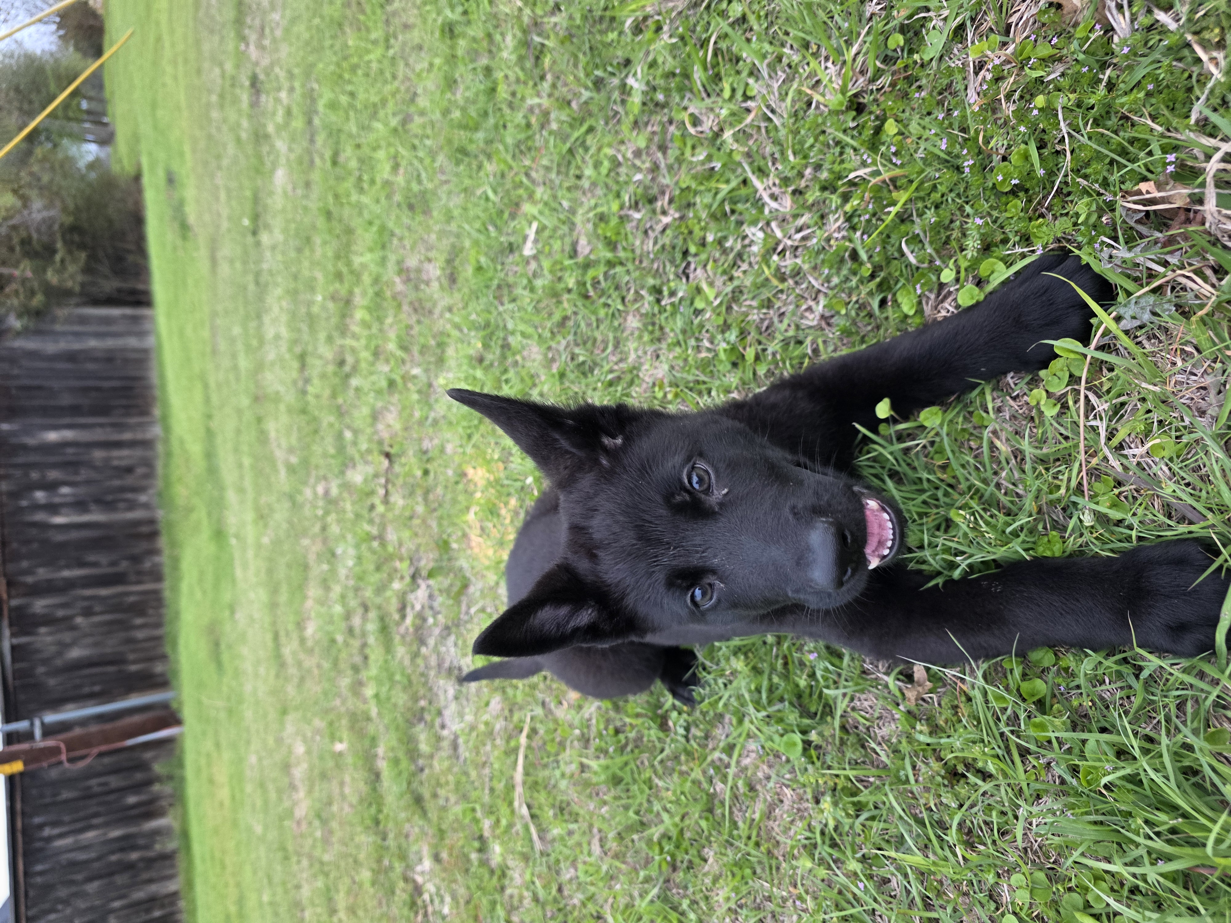 Dark Green Collar Boy – German Shepherd Dog puppy for sale in Waxahachie, TX