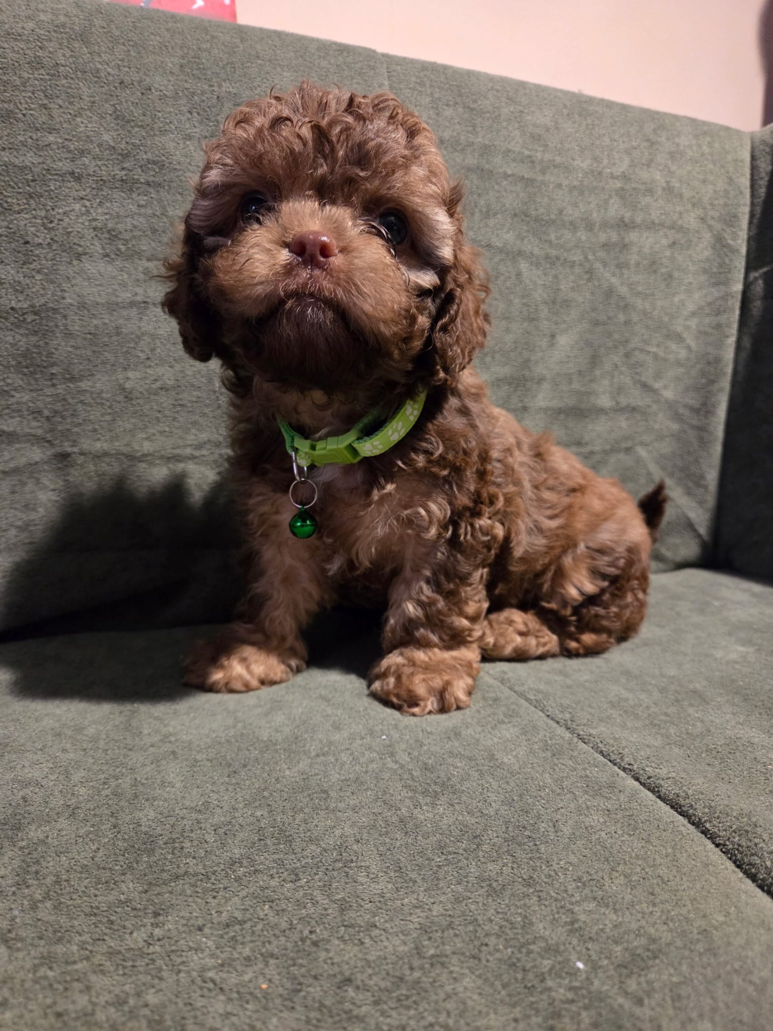 Lady Bug  – Cockapoo, Shihpoo puppy for sale in Toledo, OH