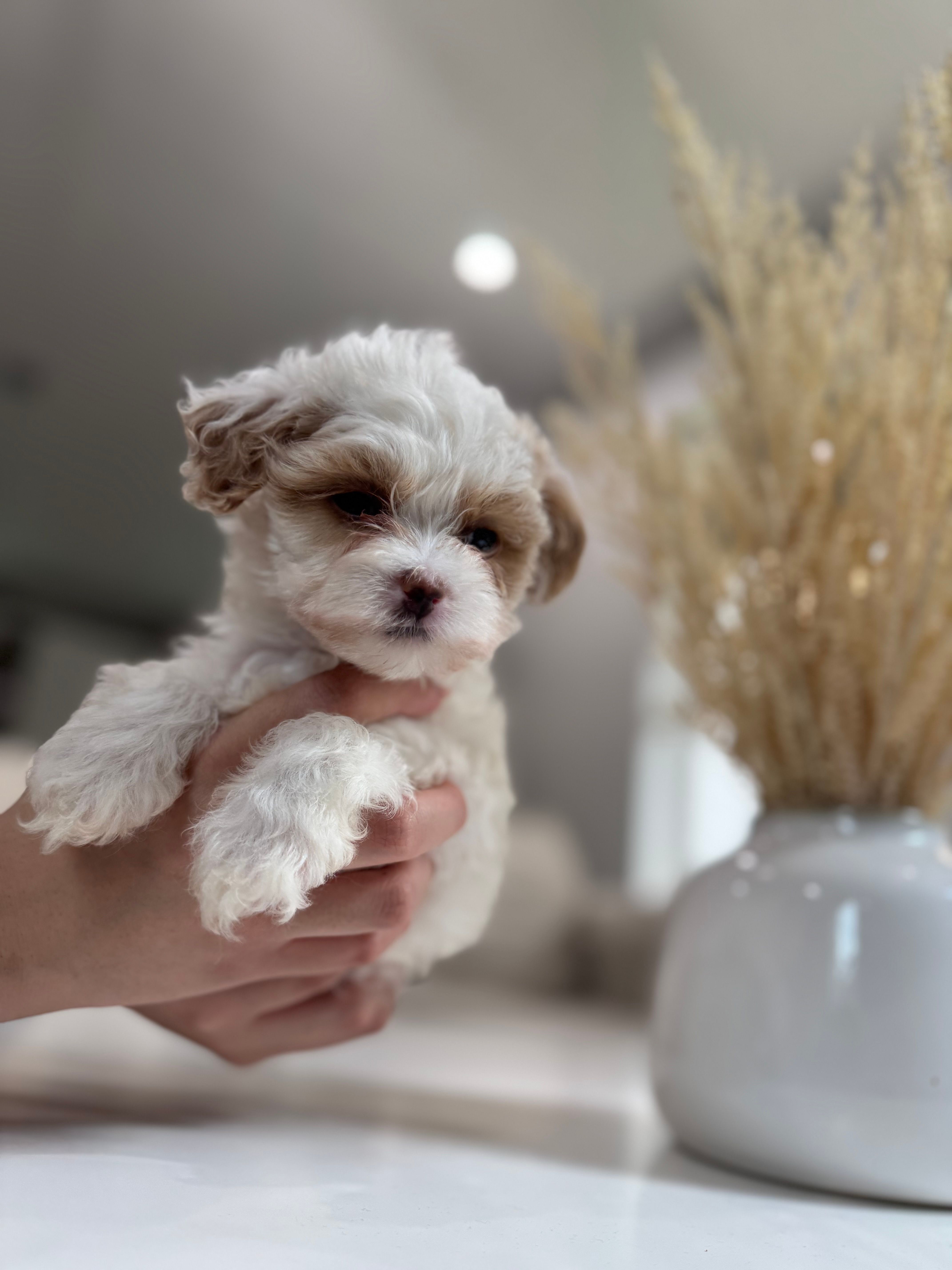 Heidi – Shihpoo puppy for sale in Dallas, TX