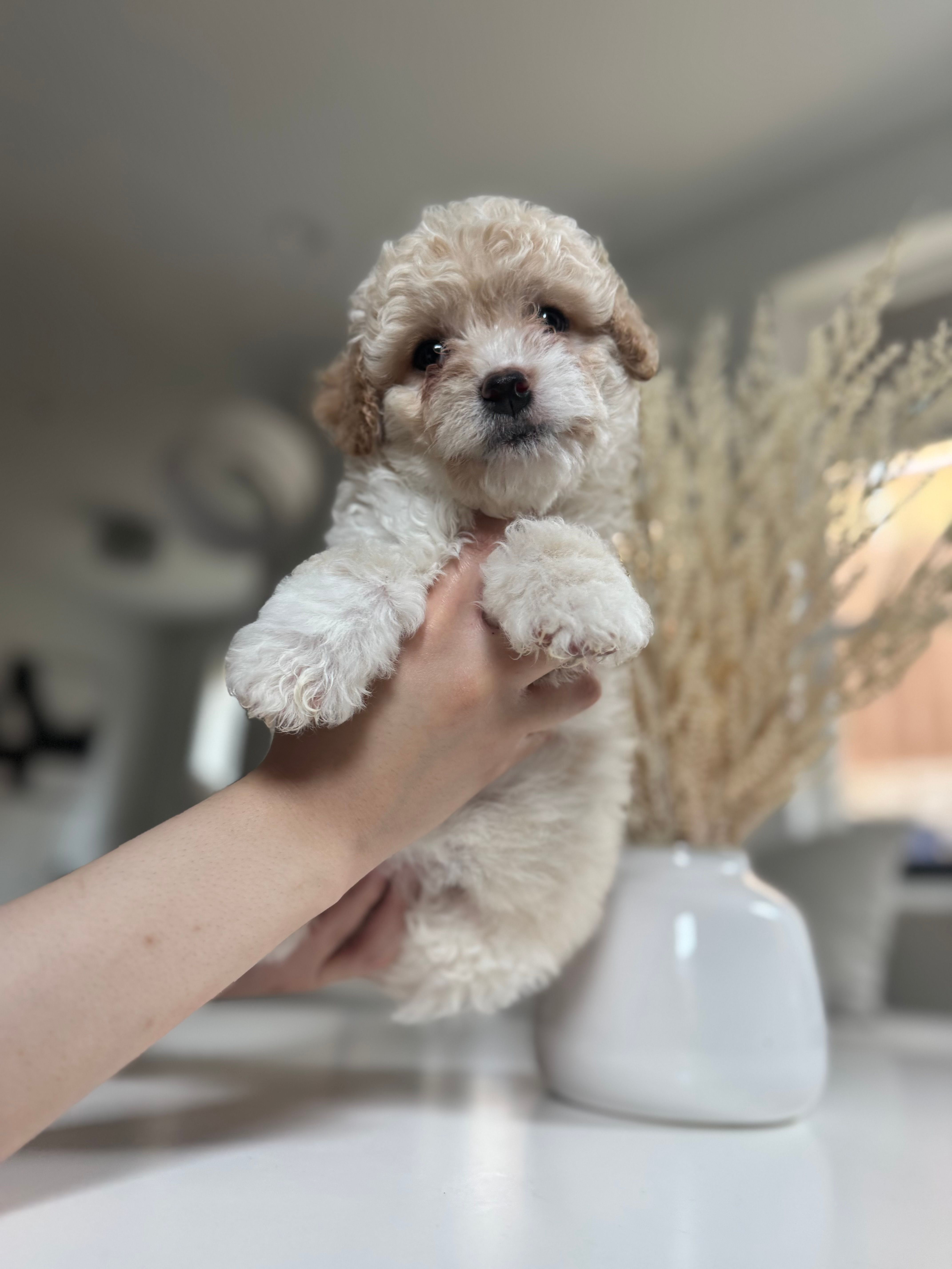 Ginger – Maltipoo puppy for sale in Dallas, TX
