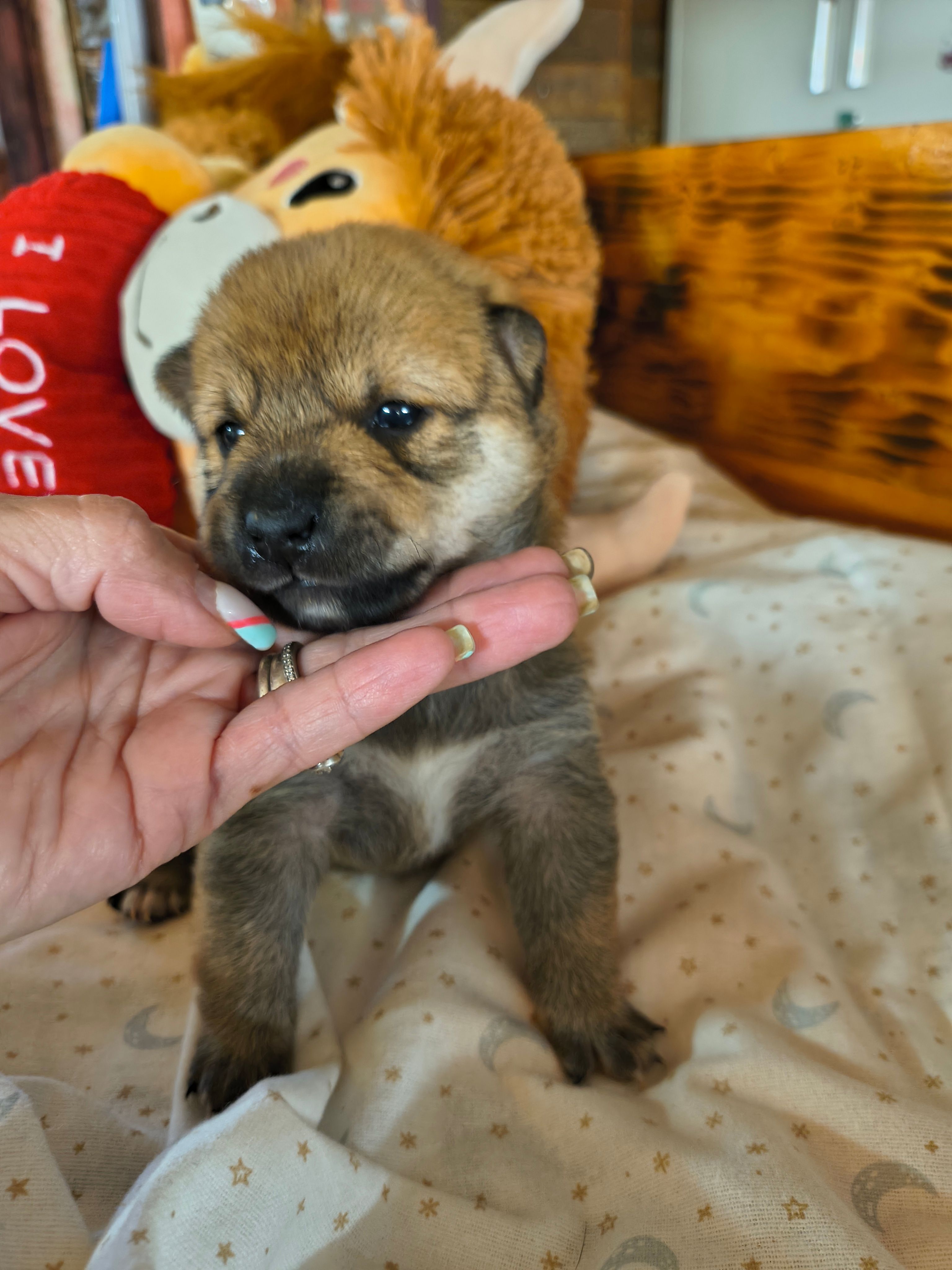 FM3 – Shiba Inu puppy for sale in Maxwell, NM