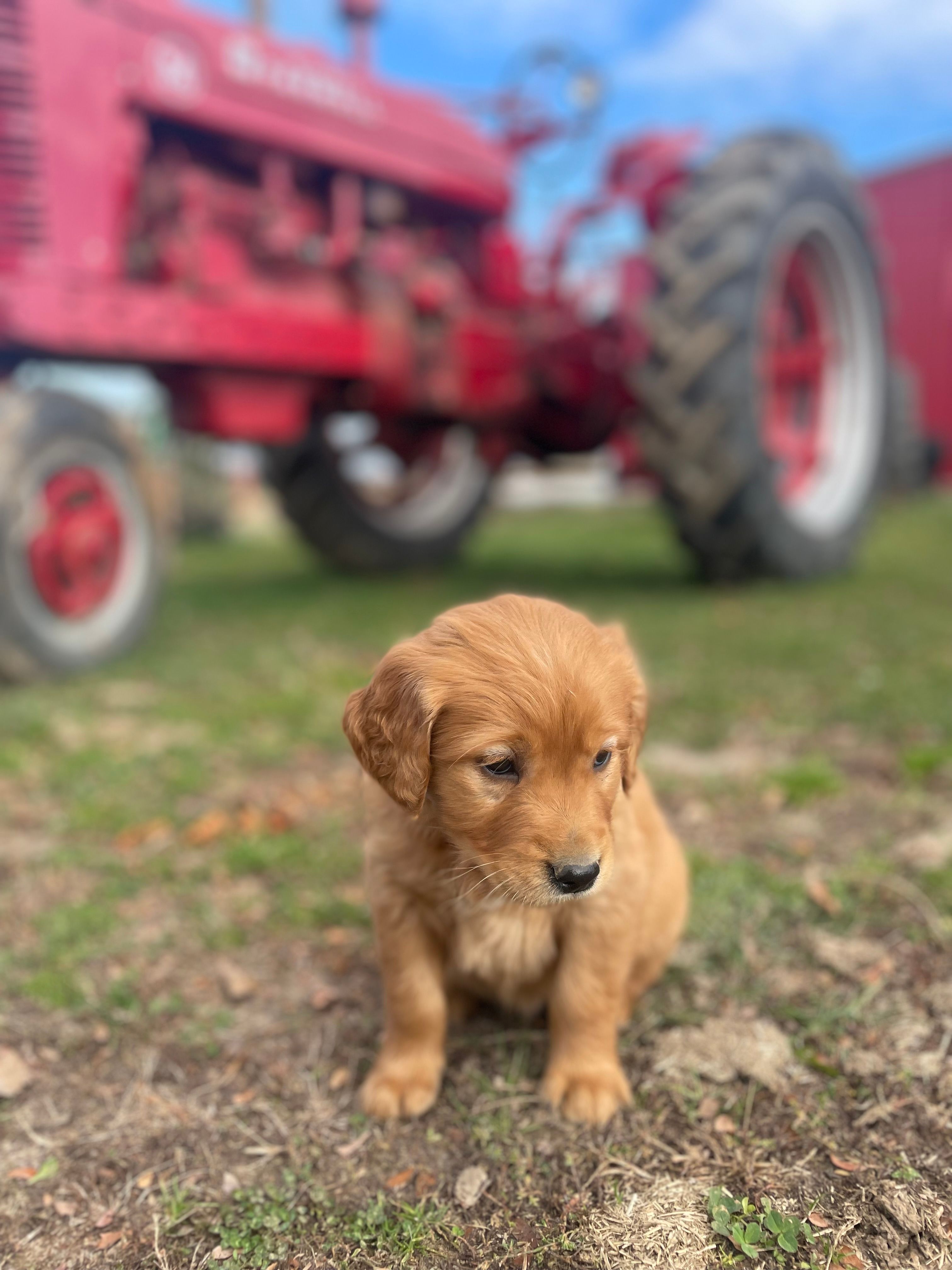 Sasha  – Golden Retriever puppy for sale in Tomah, WI