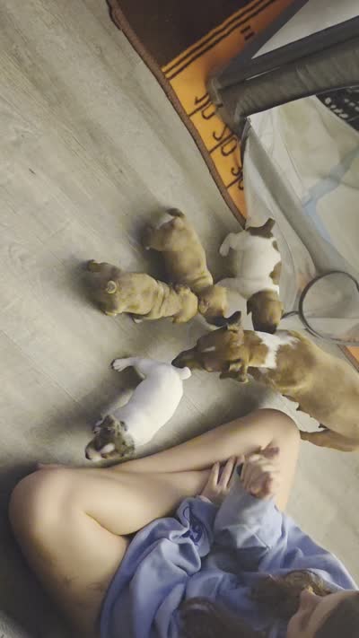 Magic Merle, a female Jack Russell Terrier for sale in Jacksonville, FL – 2 of 2
