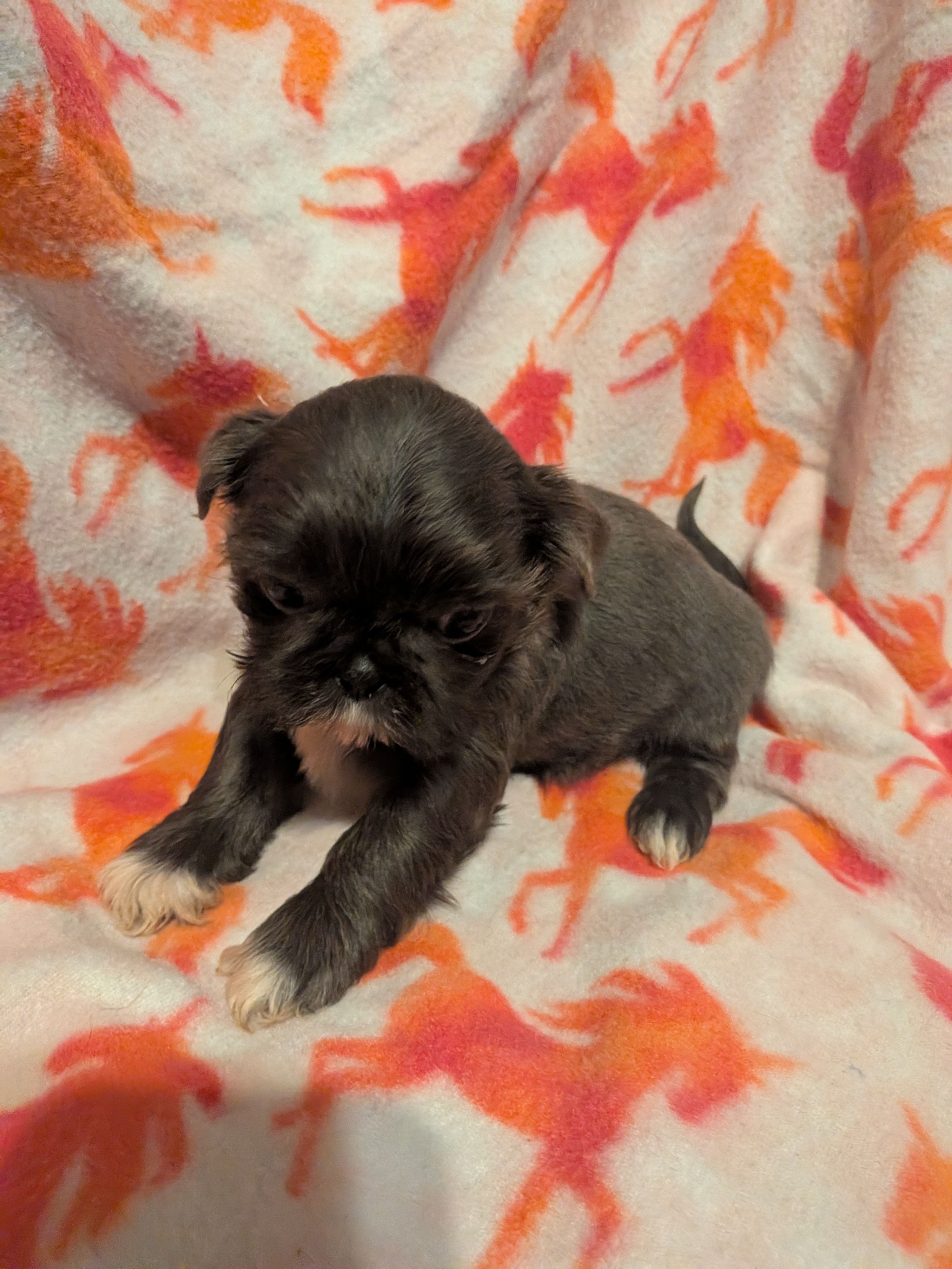 Bluey  – Shih Tzu puppy for sale in Bella Vista, AR