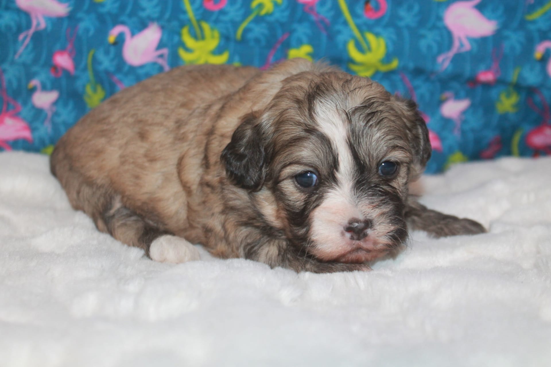 Daisy – Peekapoo puppy for sale in West Chicago, IL
