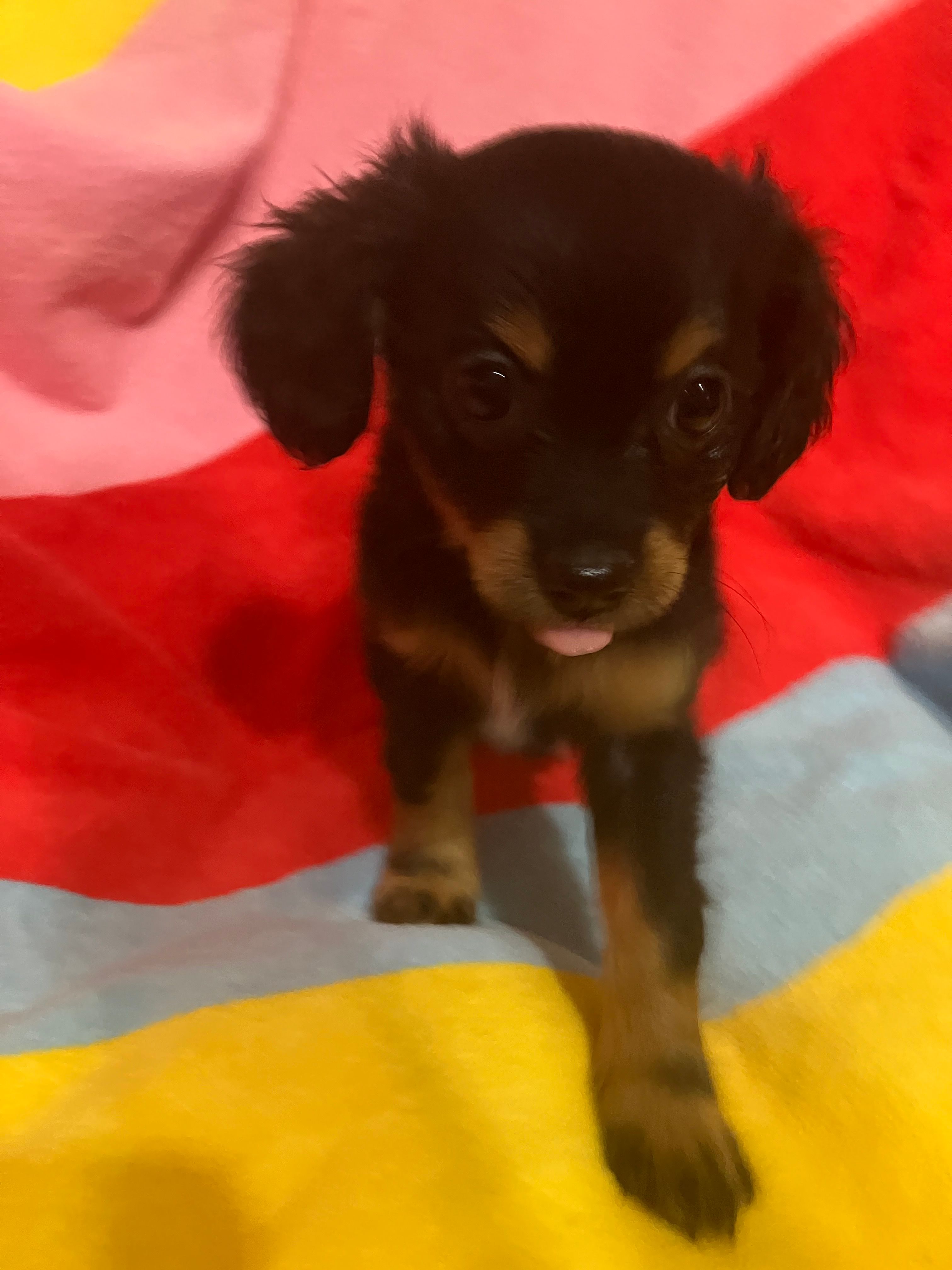 Belle – Chihuahua, Shih Tzu puppy for sale in Russellville, AR