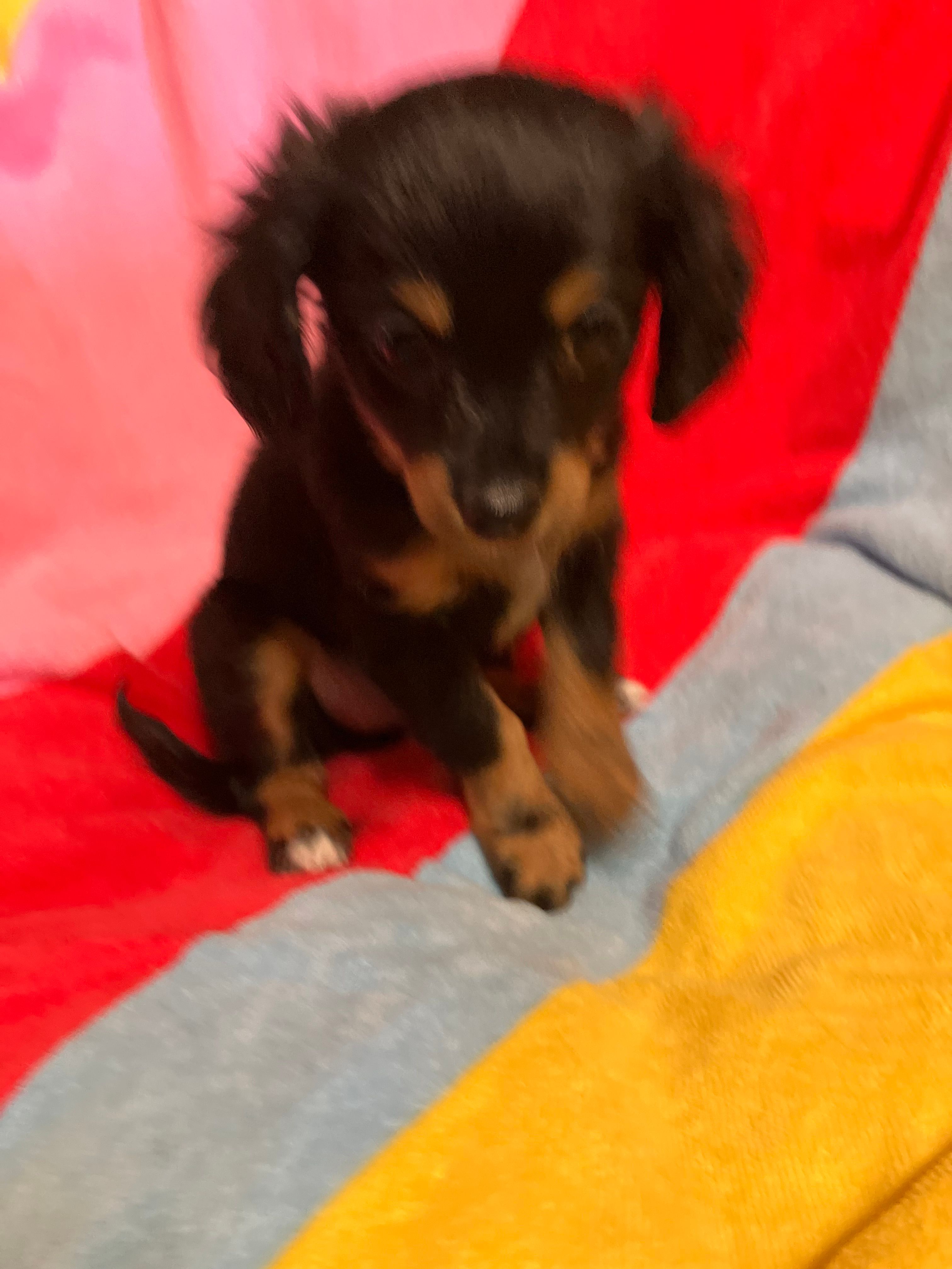 Belle – Chihuahua, Shih Tzu puppy for sale in Russellville, AR