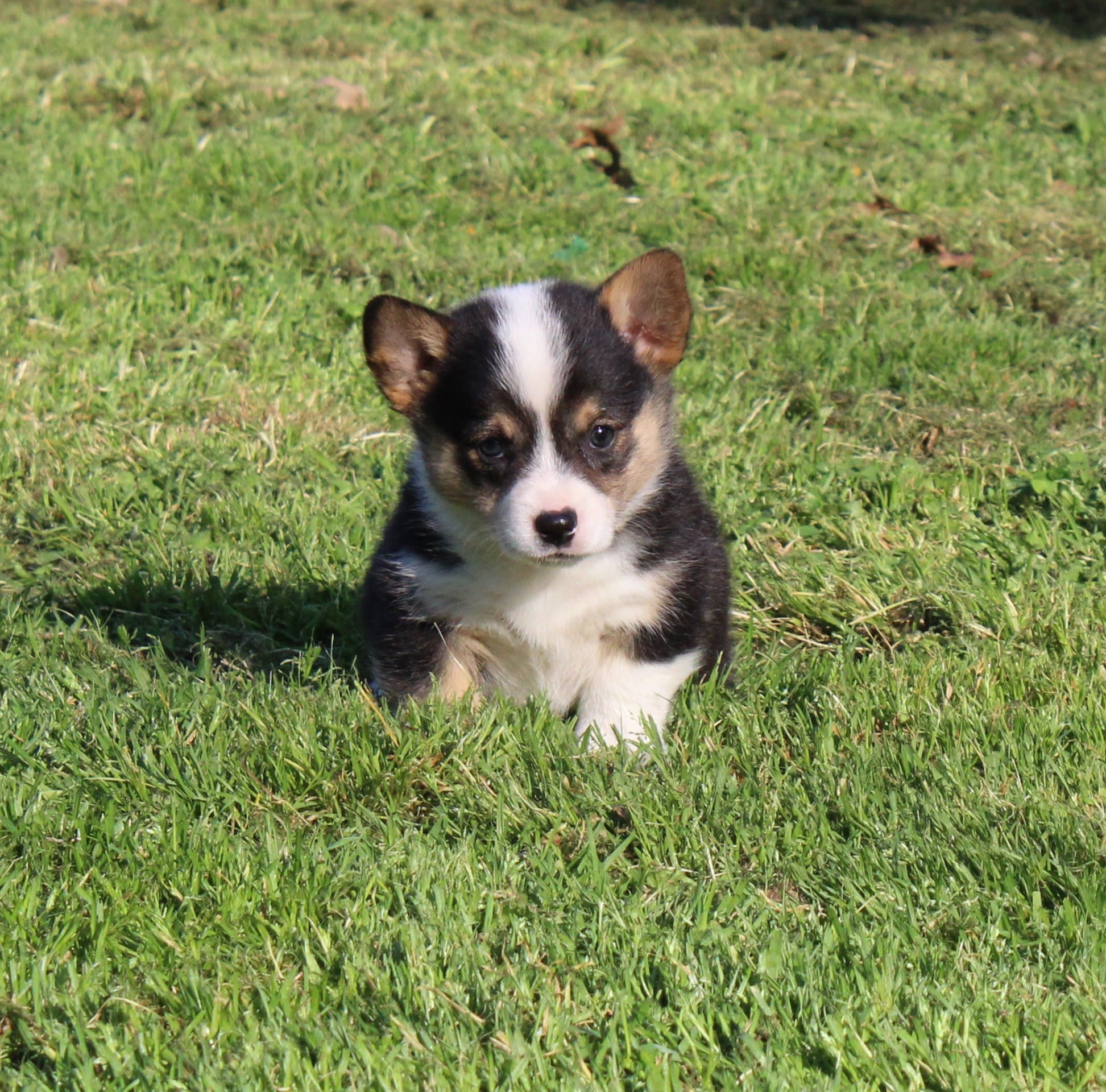 Kibbles – Pembroke Welsh Corgi puppy for sale in Sallisaw, OK