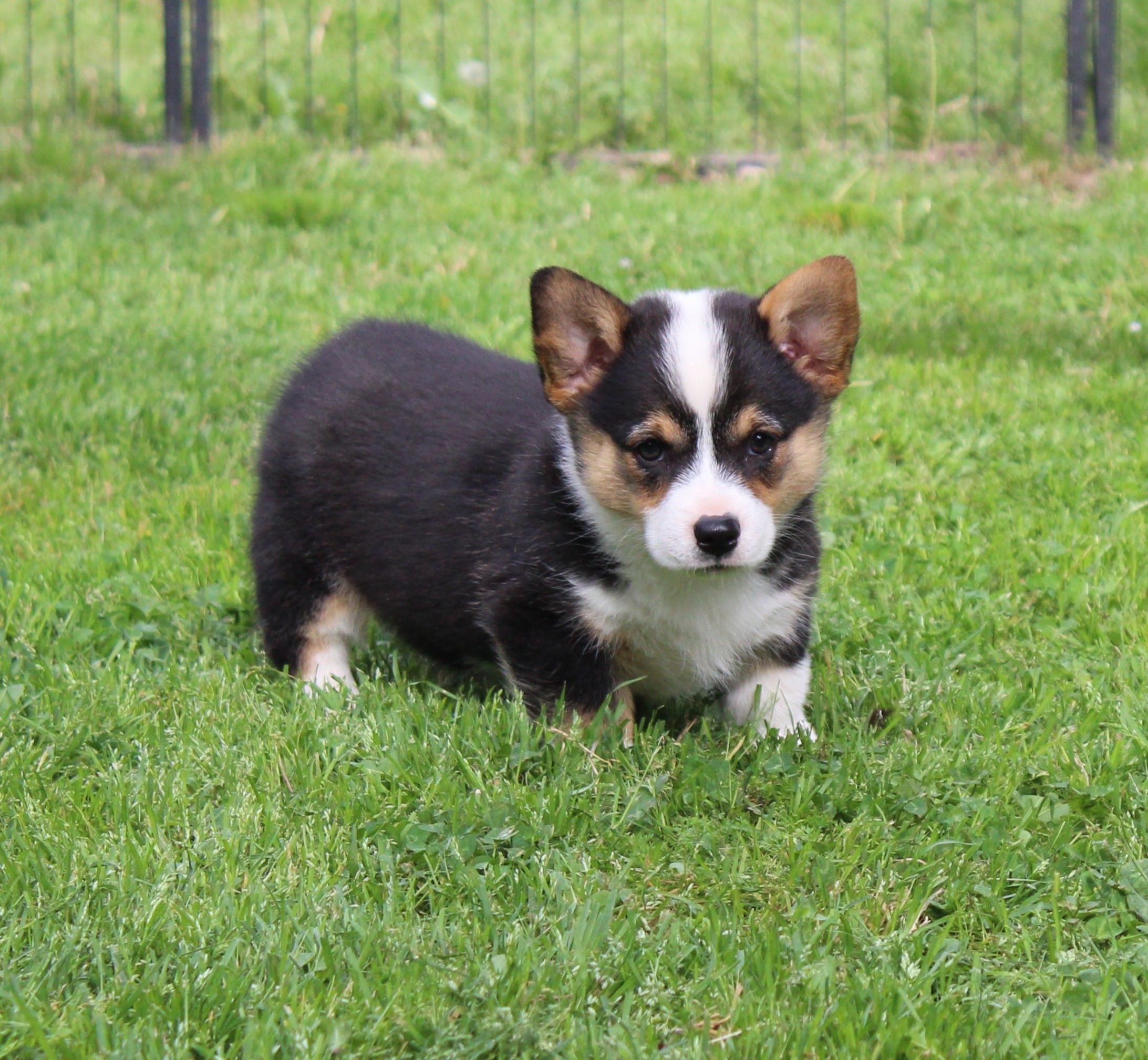 Kibbles – Pembroke Welsh Corgi puppy for sale in Sallisaw, OK