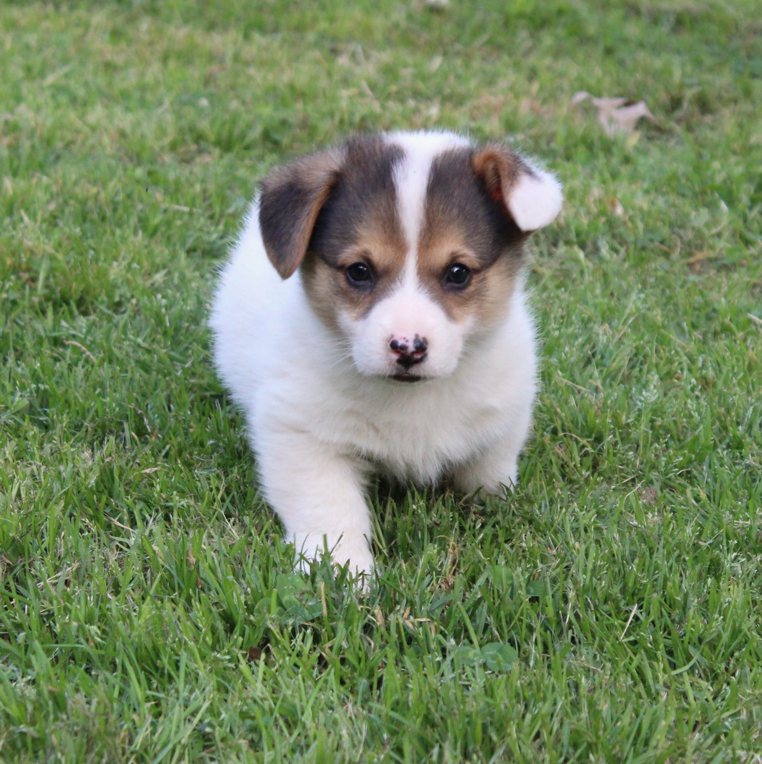 Bart – Pembroke Welsh Corgi puppy for sale in Sallisaw, OK