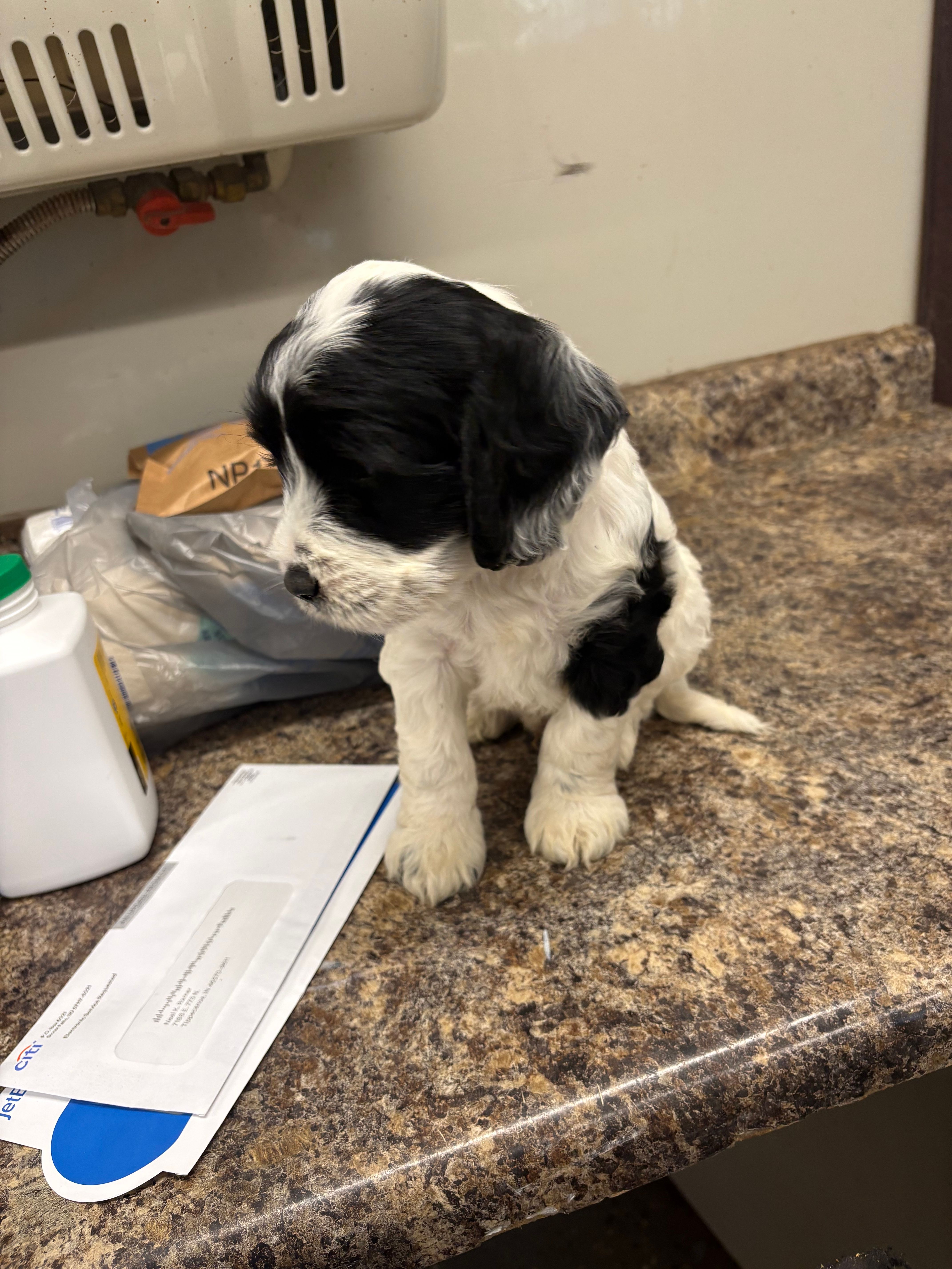 Robert – Cockapoo puppy for sale in Tippecanoe, IN