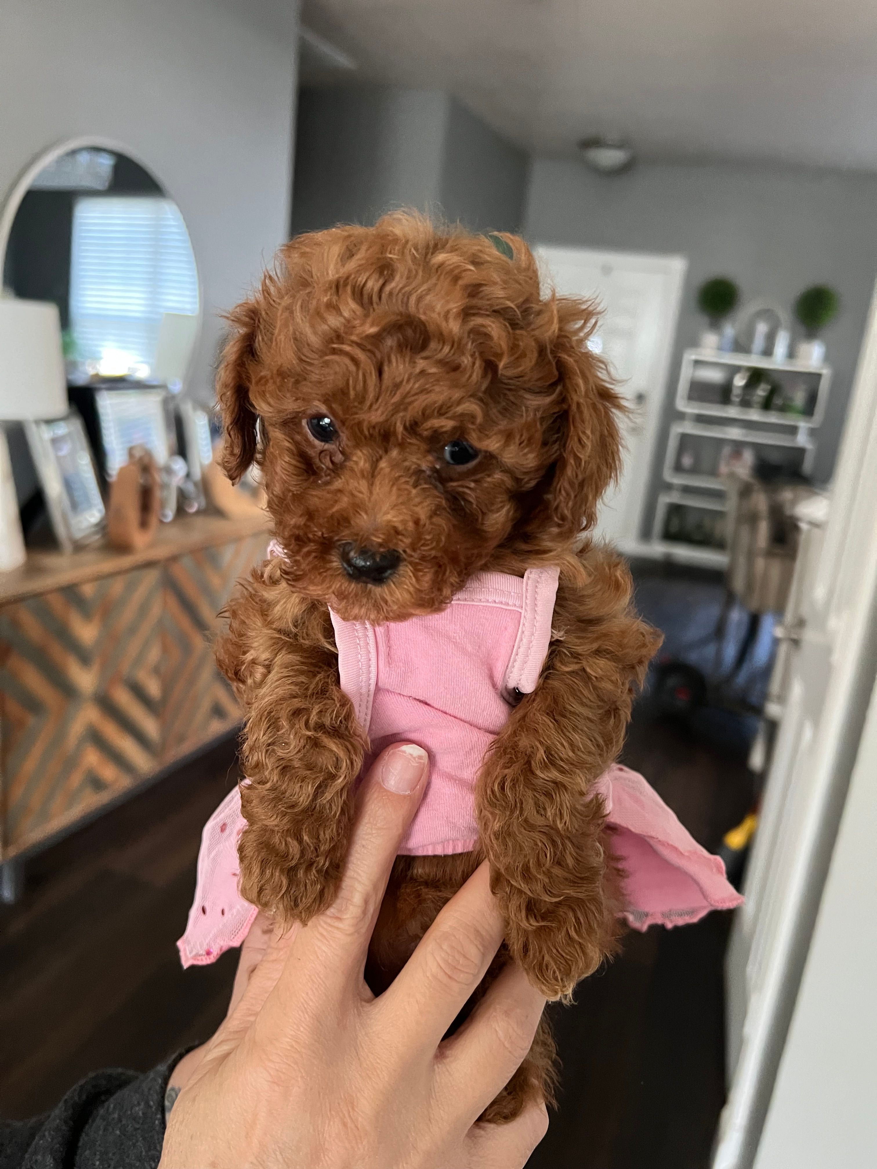 Sweat pea, a female Poodle - Toy  for sale in Dallas, TX – Photo 1 of 4