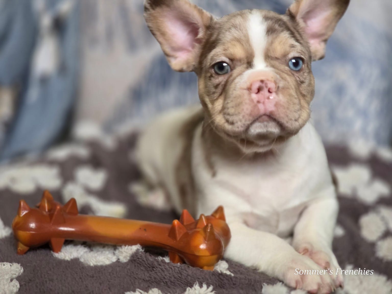 Newshade rojo merle Male – French Bulldog puppy for sale in Miami, OK