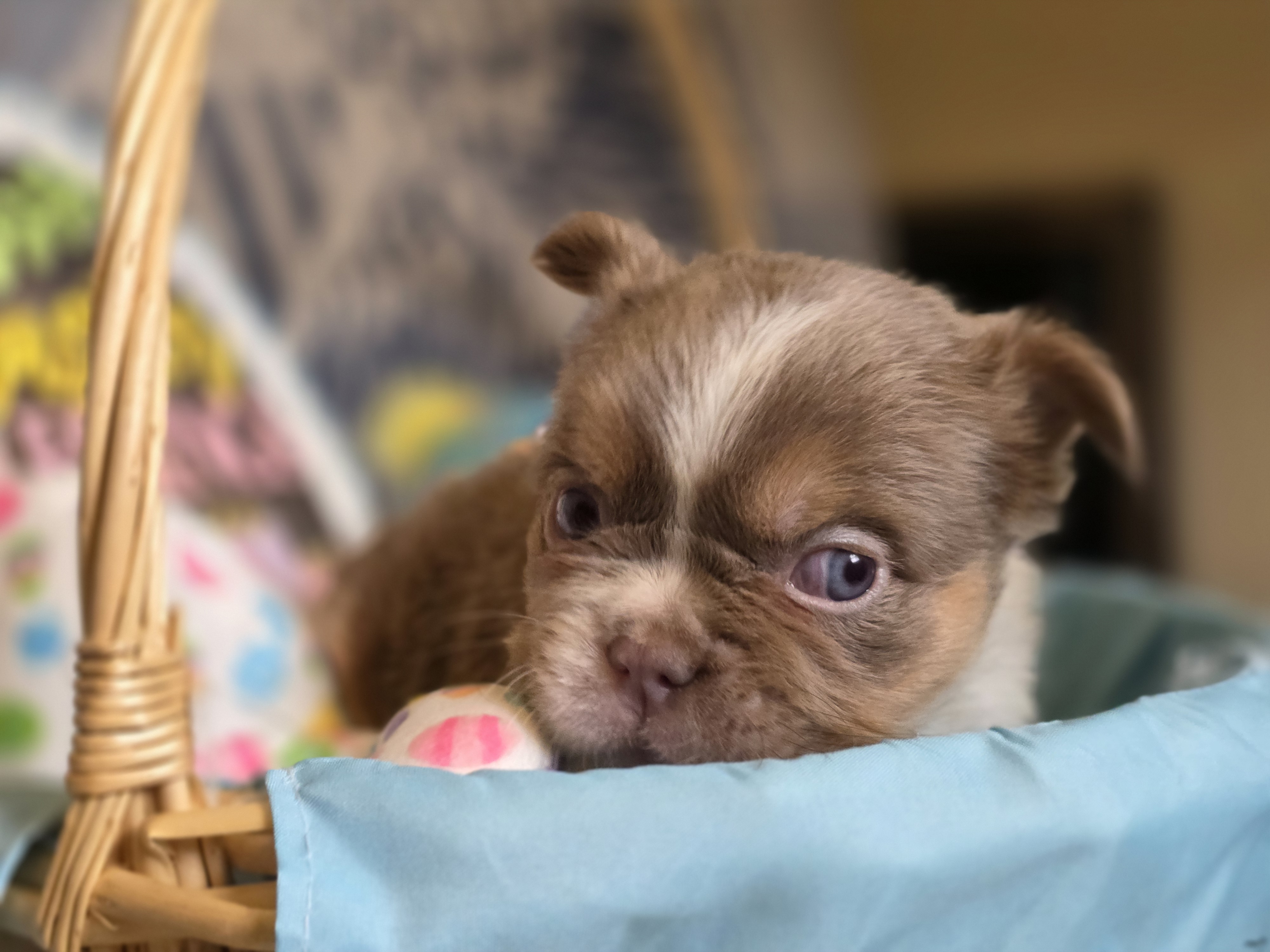 Fluffy Male 💙 gorgeous color  – French Bulldog puppy for sale in Miami, OK