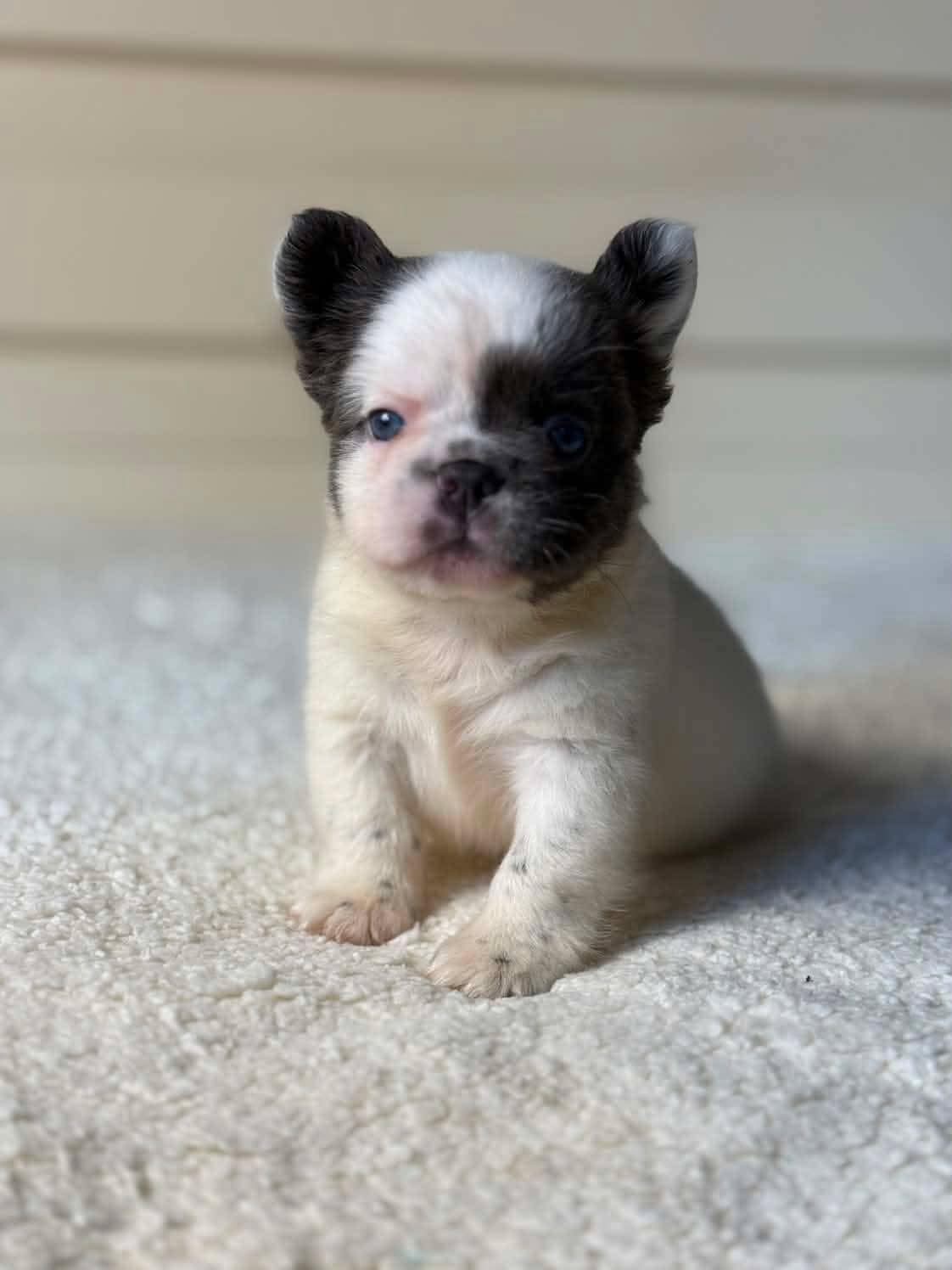 Smurf  – French Bulldog puppy for sale in Miami, OK