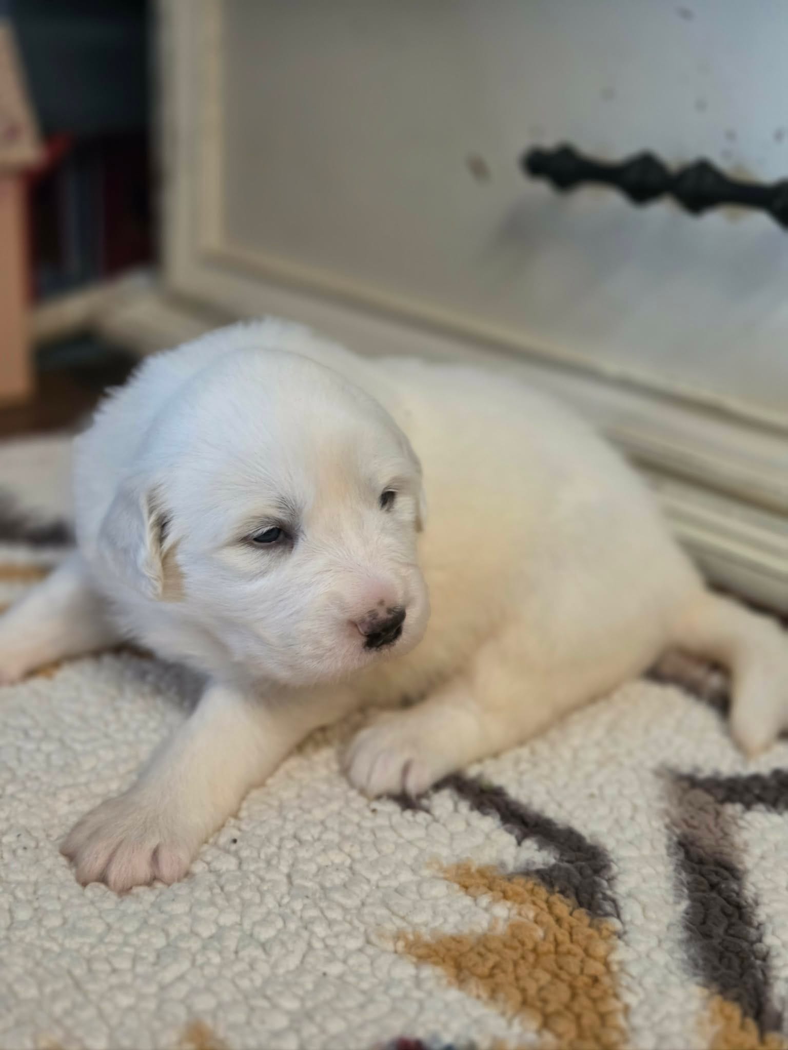Dallia – Great Pyrenees puppy for sale in Red Bluff, CA